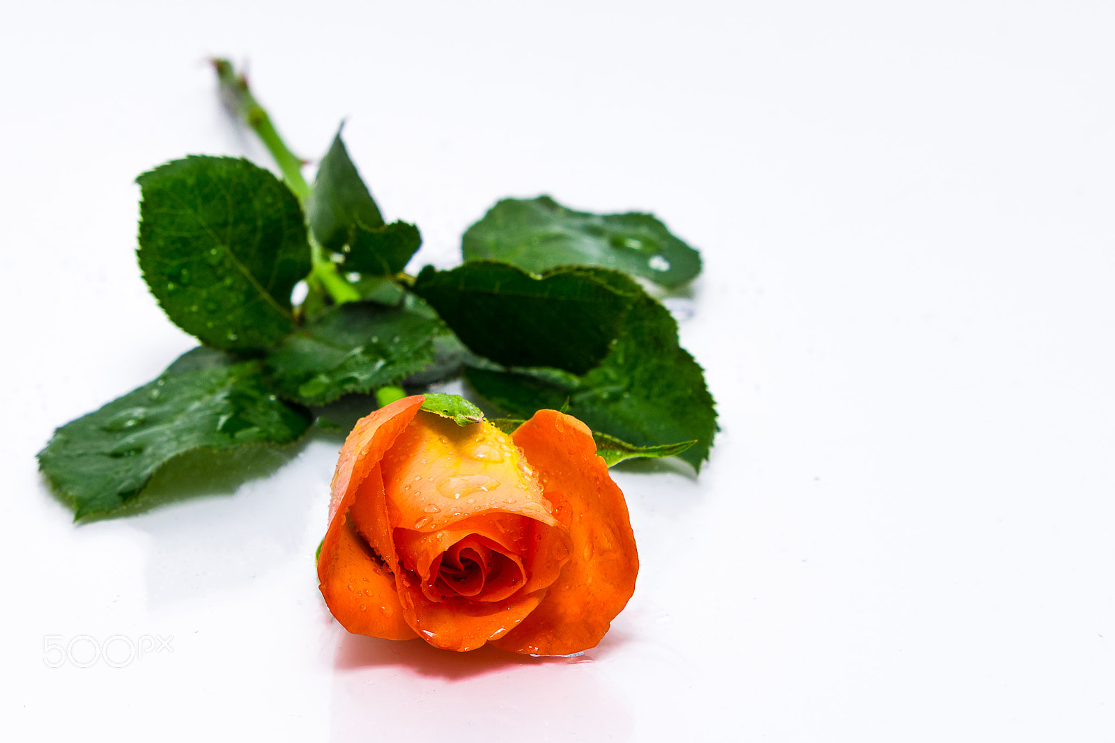 Tamron SP 24-70mm F2.8 Di VC USD sample photo. Rose photography