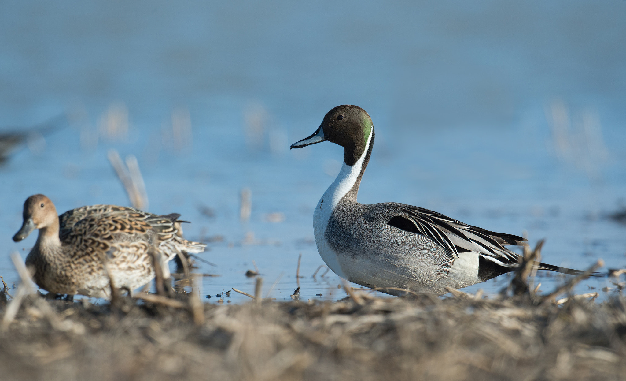 Nikon D4 + Sigma 24-60mm F2.8 EX DG sample photo. Canard pilet - anas acuta - northern pintail photography