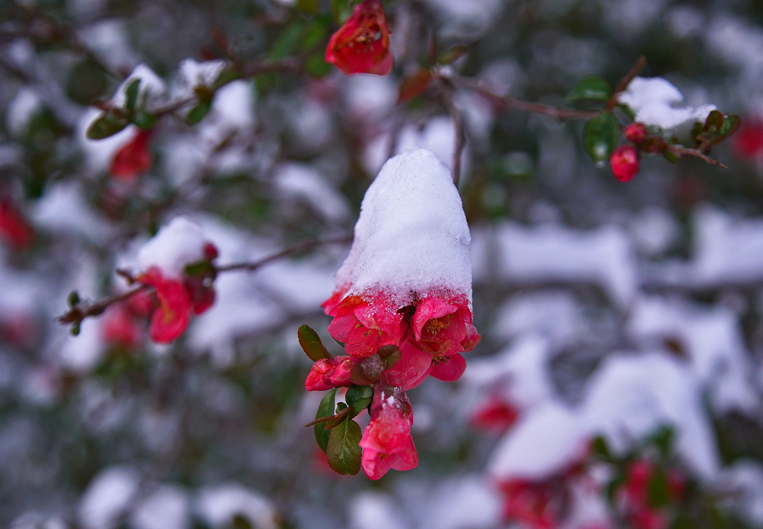 24-105mm F4 G SSM OSS sample photo. Brrr photography