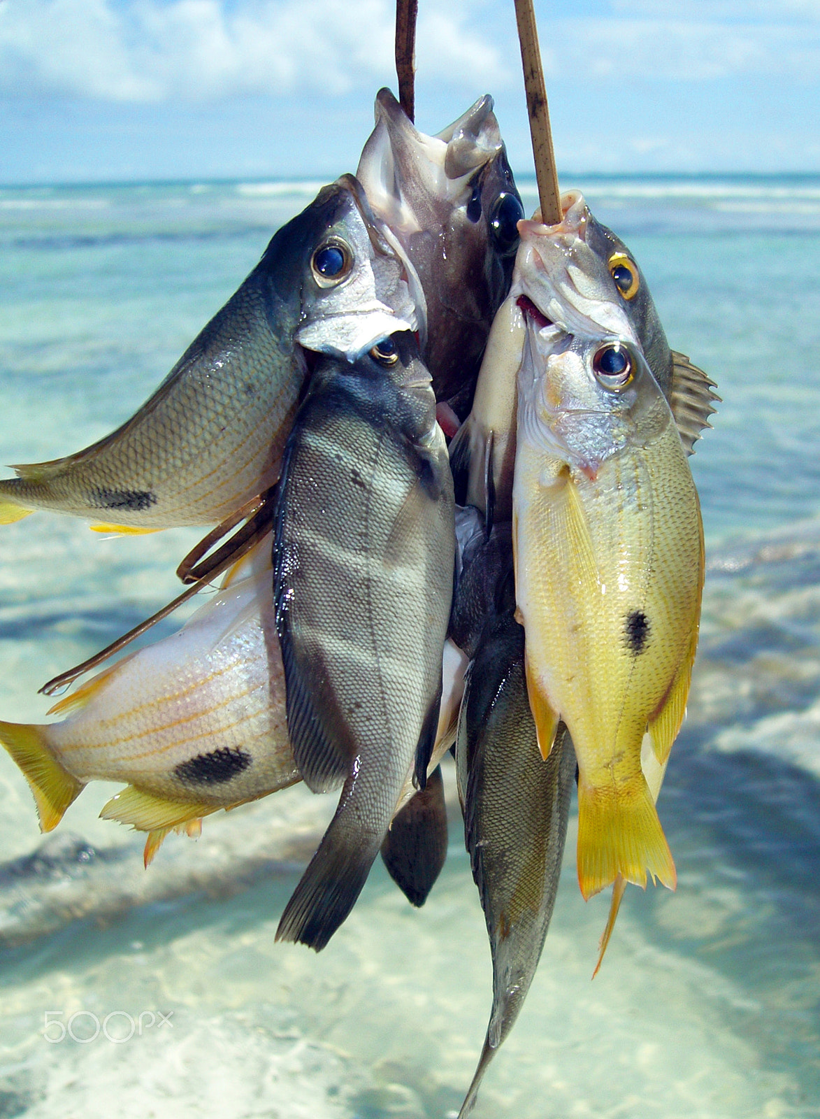 Samsung VLUU NV10, NV10 sample photo. Varieties of colourful fish photography