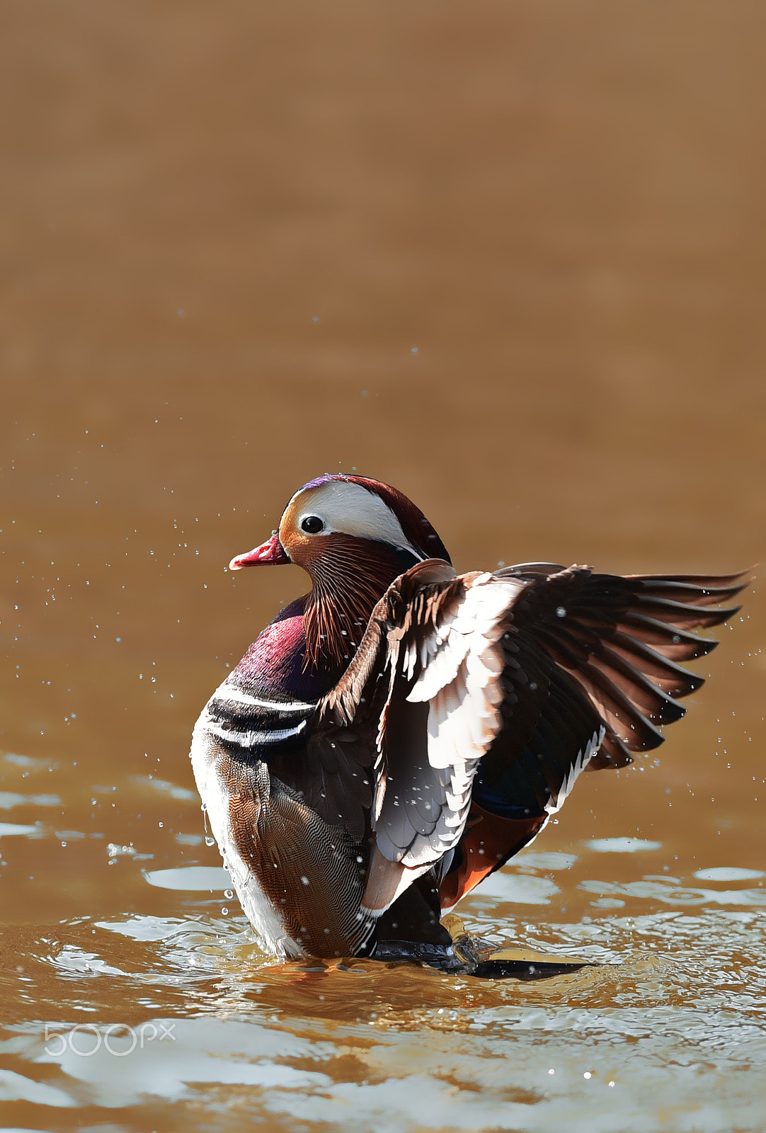 Nikon AF-S Nikkor 300mm F2.8G ED VR II sample photo. Mandarin duck photography