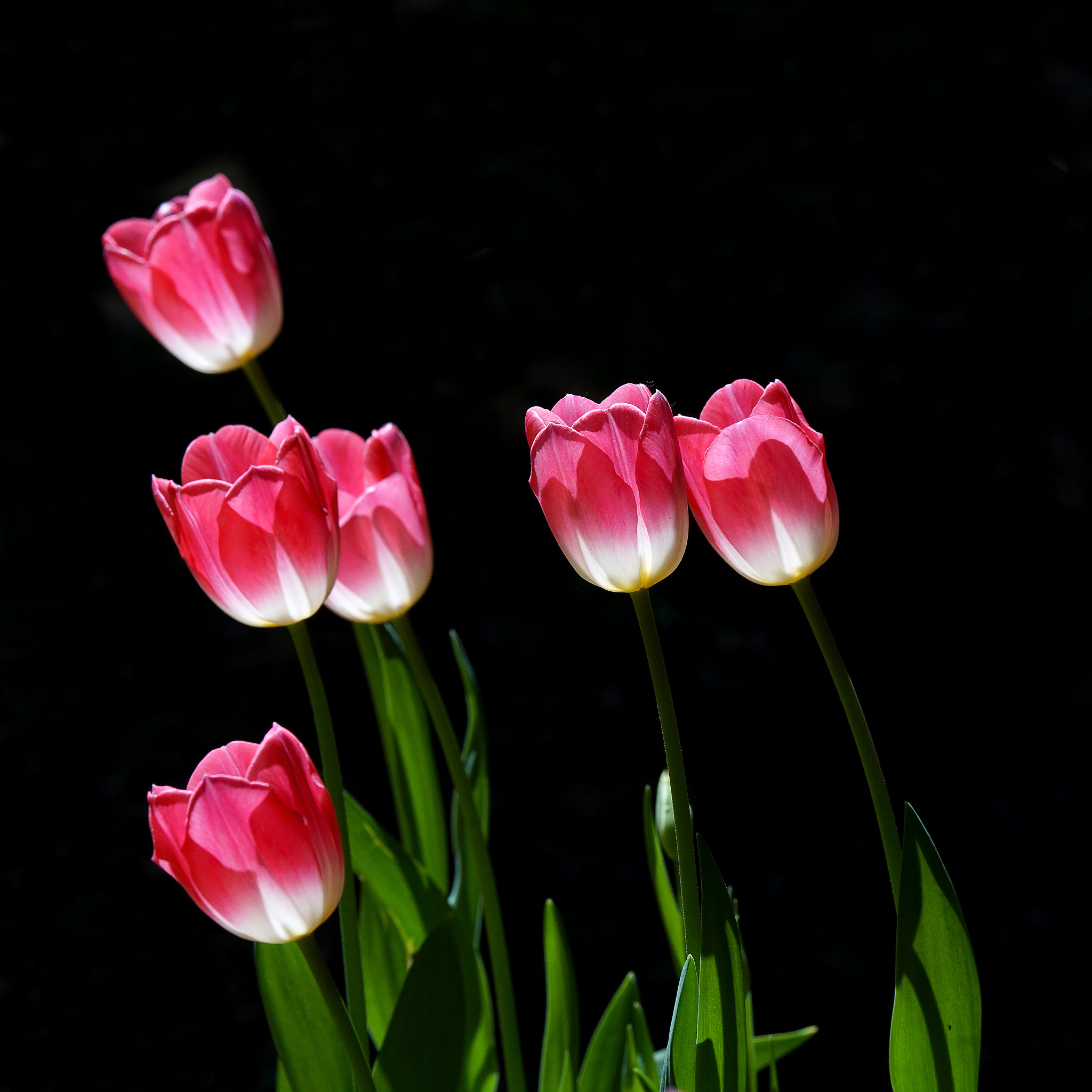 Sony 70-400mm F4-5.6 G SSM II sample photo. 【原摄】郁金香印象~123 photography