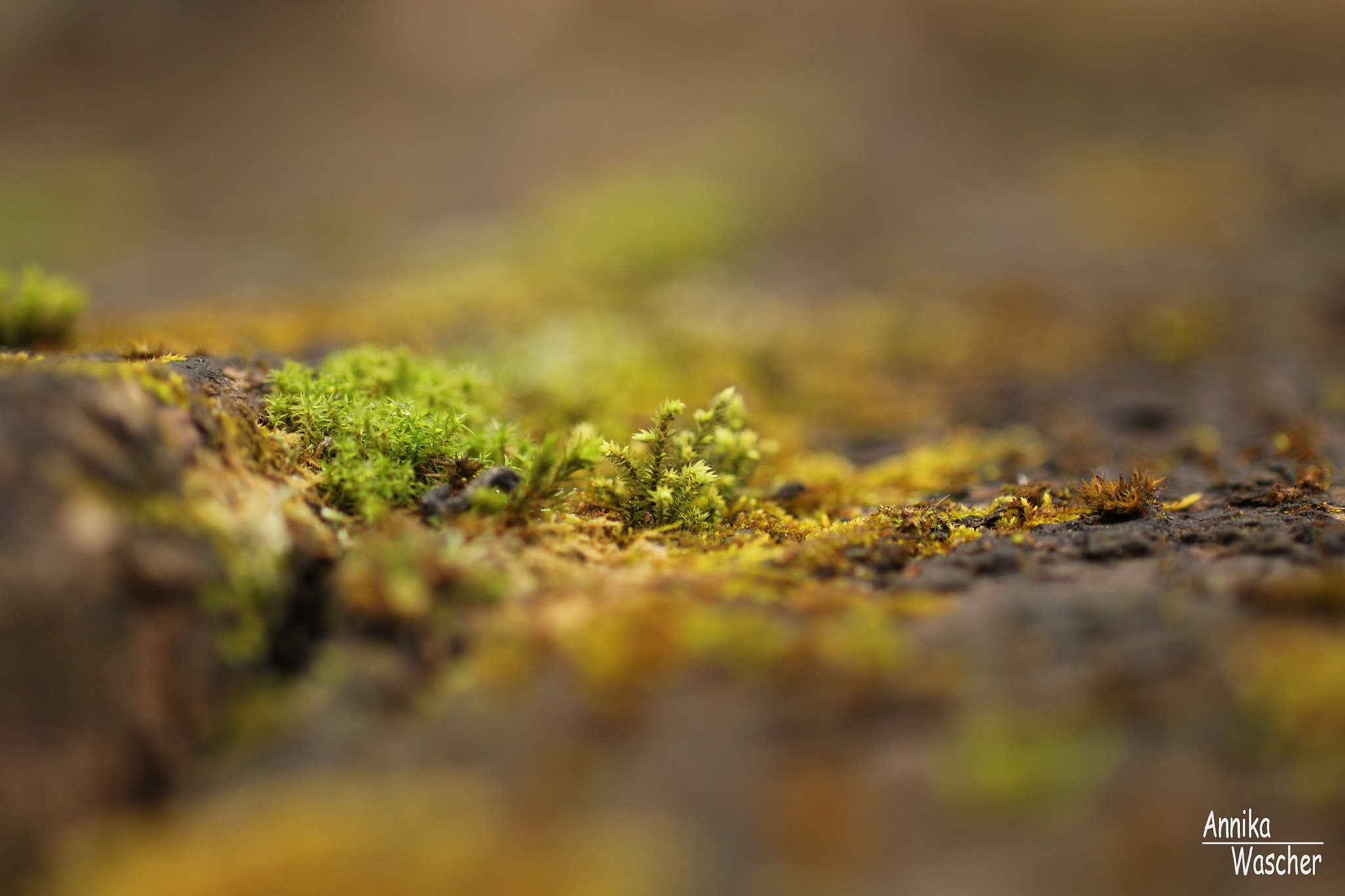 Canon EOS 70D + Sigma 18-50mm f/2.8 Macro sample photo. Golden shine photography