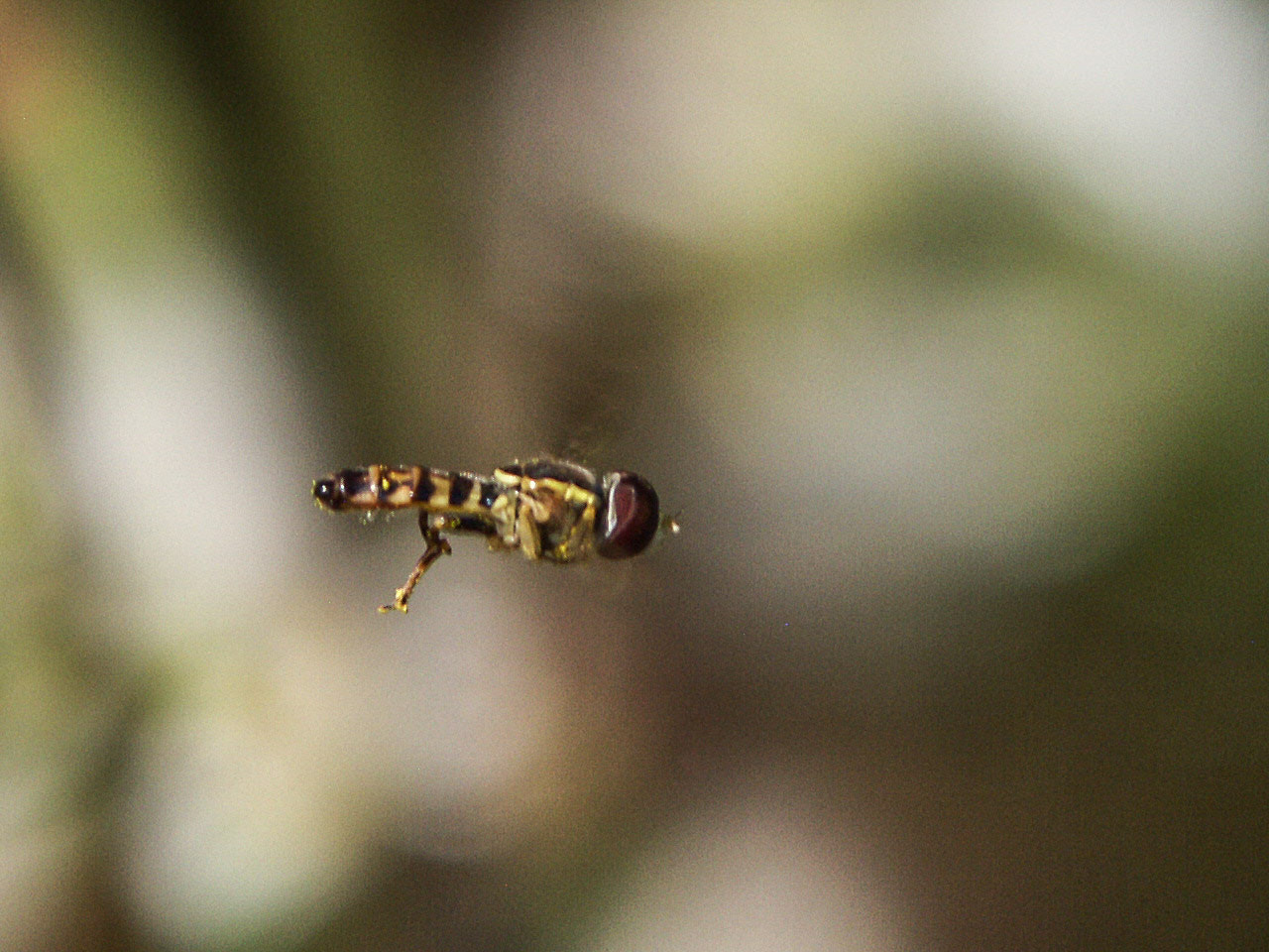 KONICA MINOLTA DiMAGE 7 sample photo. Hover fly with water bead in flight  photography