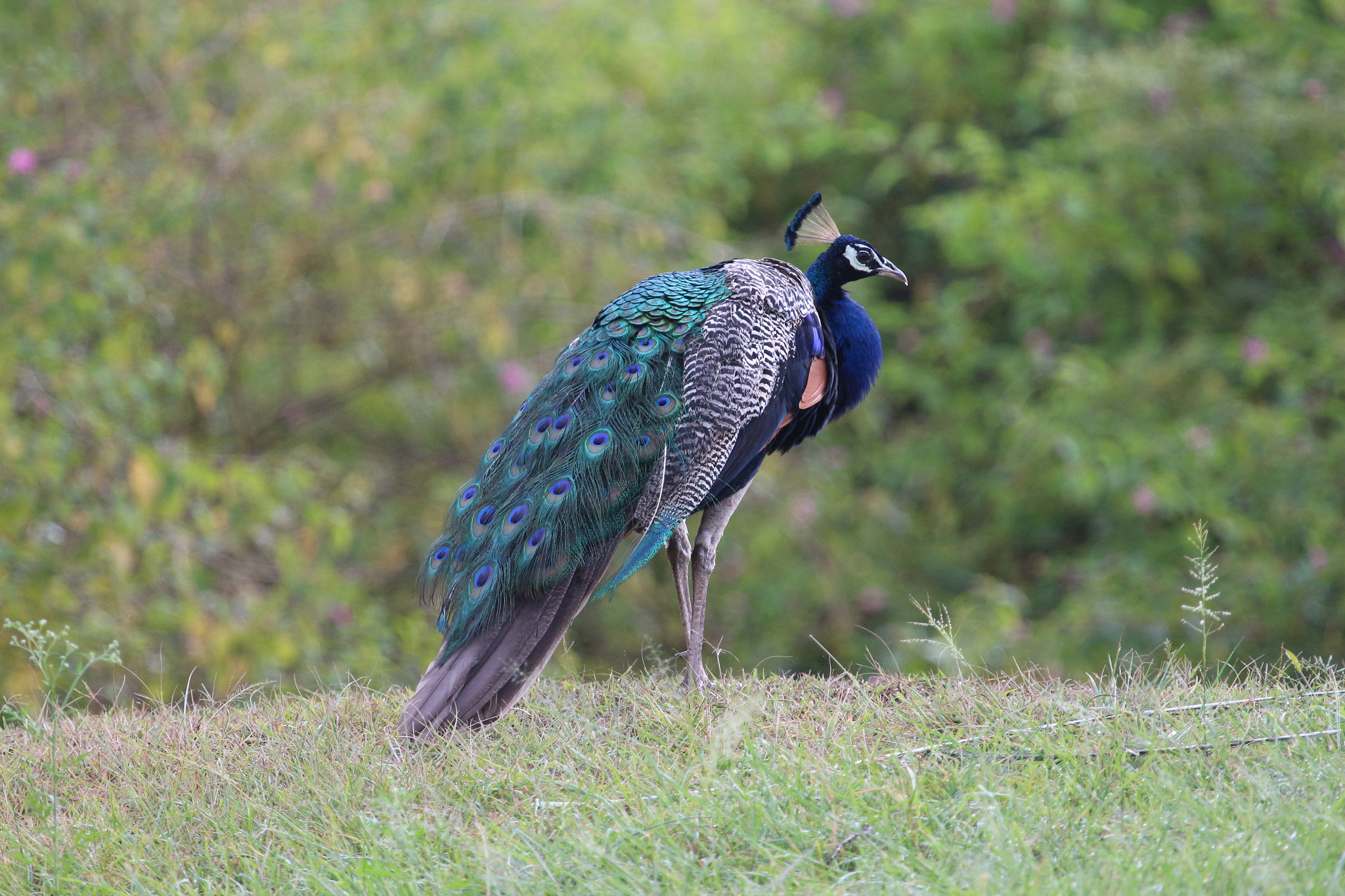 Canon EF 100-400mm F4.5-5.6L IS USM sample photo. Peacock  photography