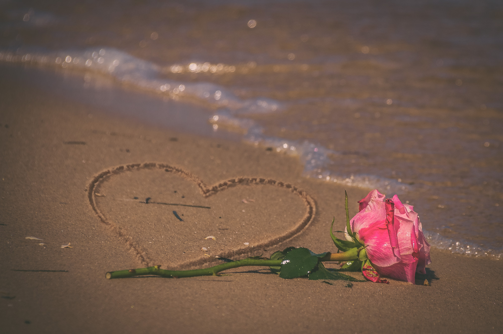 Sigma 18-250mm F3.5-6.3 DC OS HSM sample photo. Lost rose photography