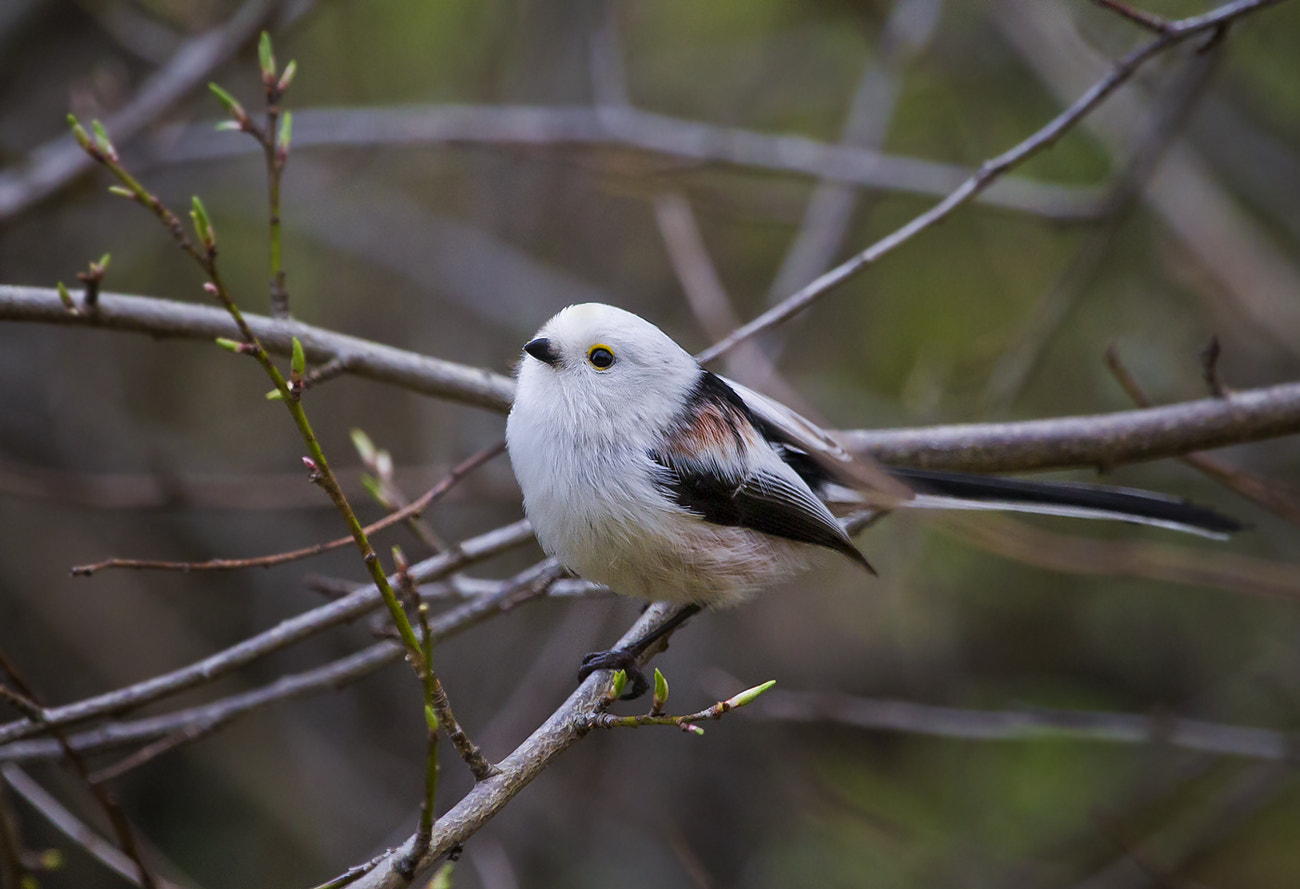 Canon EF 100-400mm F4.5-5.6L IS USM sample photo. Long-tailed tit photography