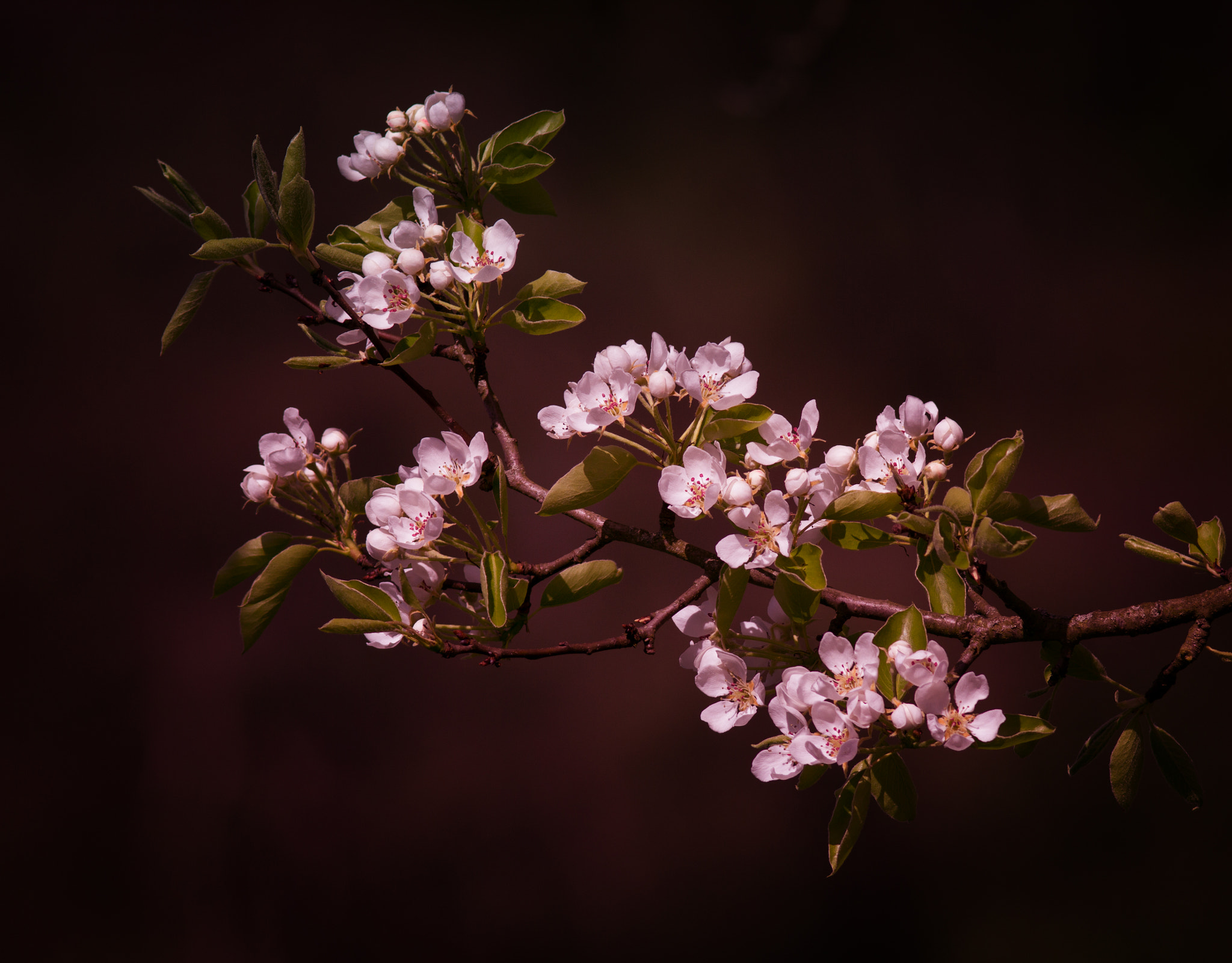 Canon EOS 60D + Canon EF 300mm F4L IS USM sample photo. Birnenblüten(von ) photography