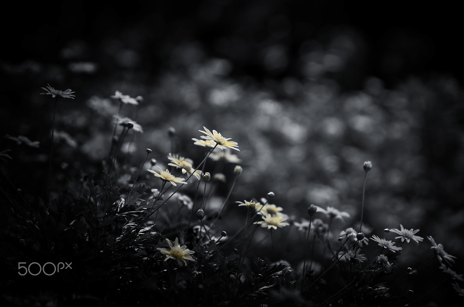 Pentax K-5 IIs sample photo. Dark fragrance photography