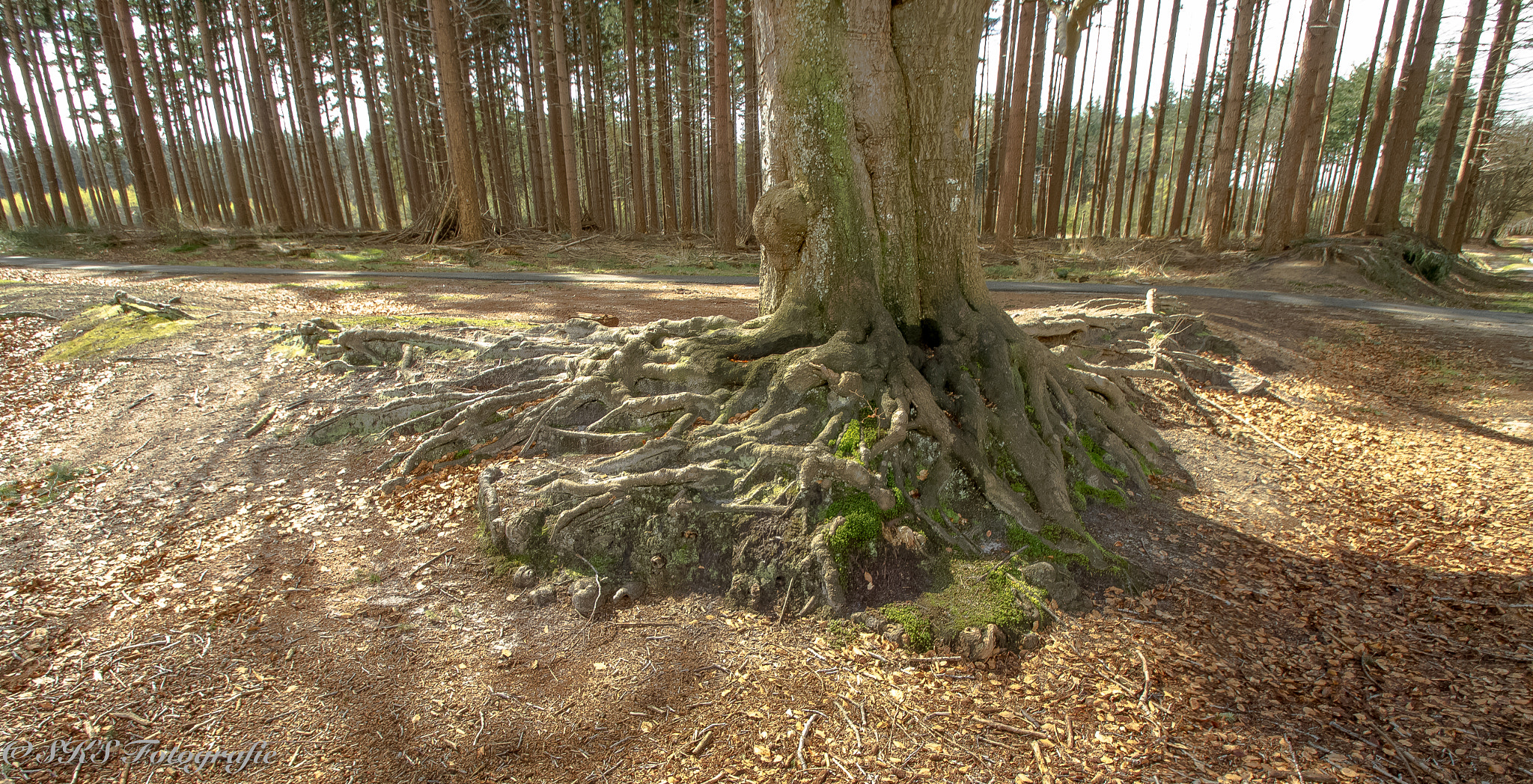 Sigma 10-20mm F3.5 EX DC HSM sample photo. Wortels van de boom photography
