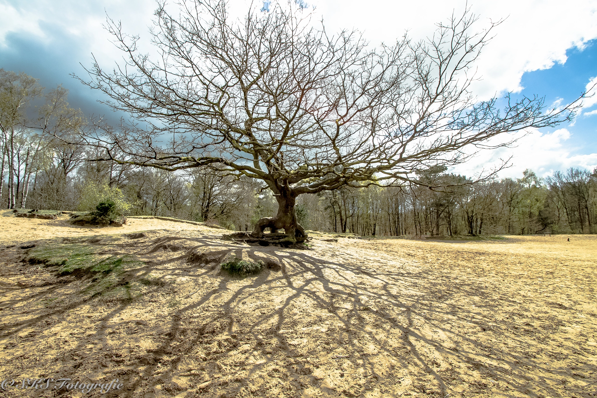 Sigma 10-20mm F3.5 EX DC HSM sample photo. Boom met schaduw photography