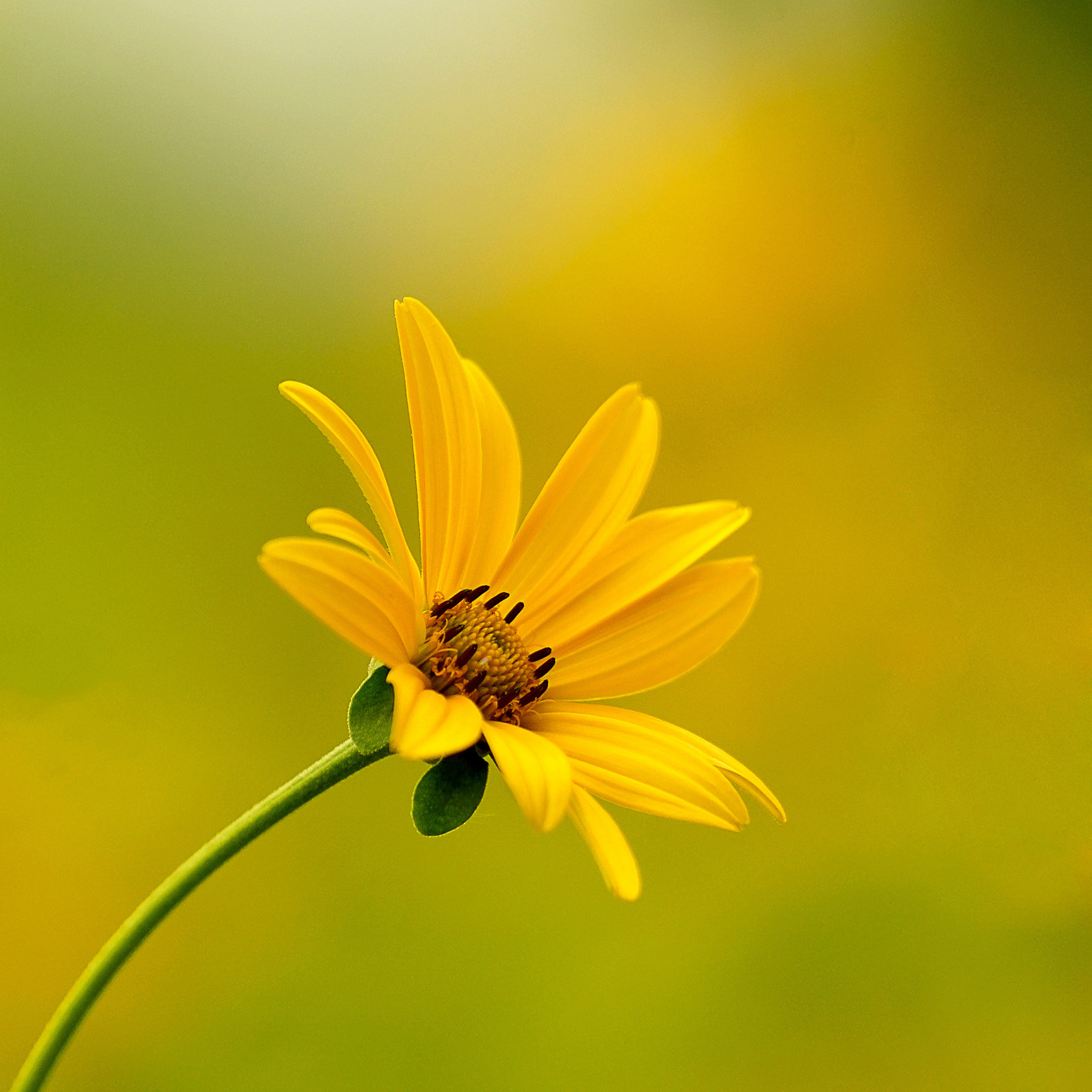 Sony a7 II + Sony 70-400mm F4-5.6 G SSM II sample photo. 【原摄】菊芋花 photography