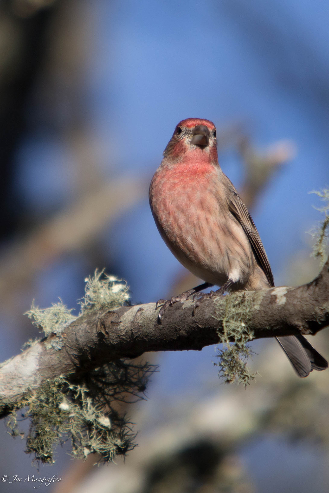 Canon EF 70-200mm F2.8L USM sample photo. Posing finch photography