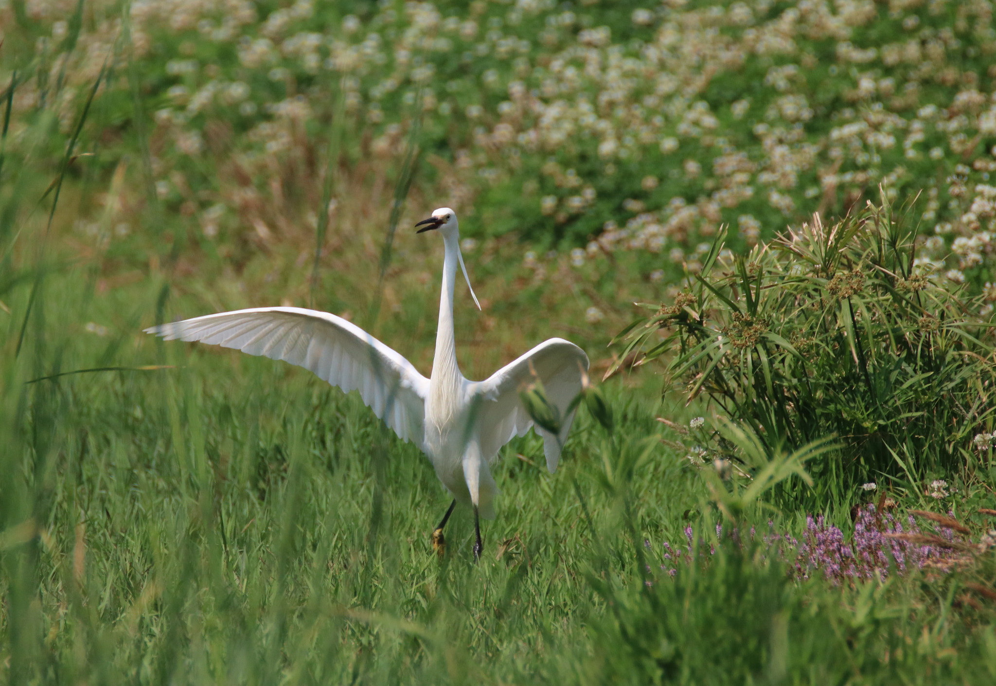 Canon EOS 750D (EOS Rebel T6i / EOS Kiss X8i) sample photo. Ready fly photography