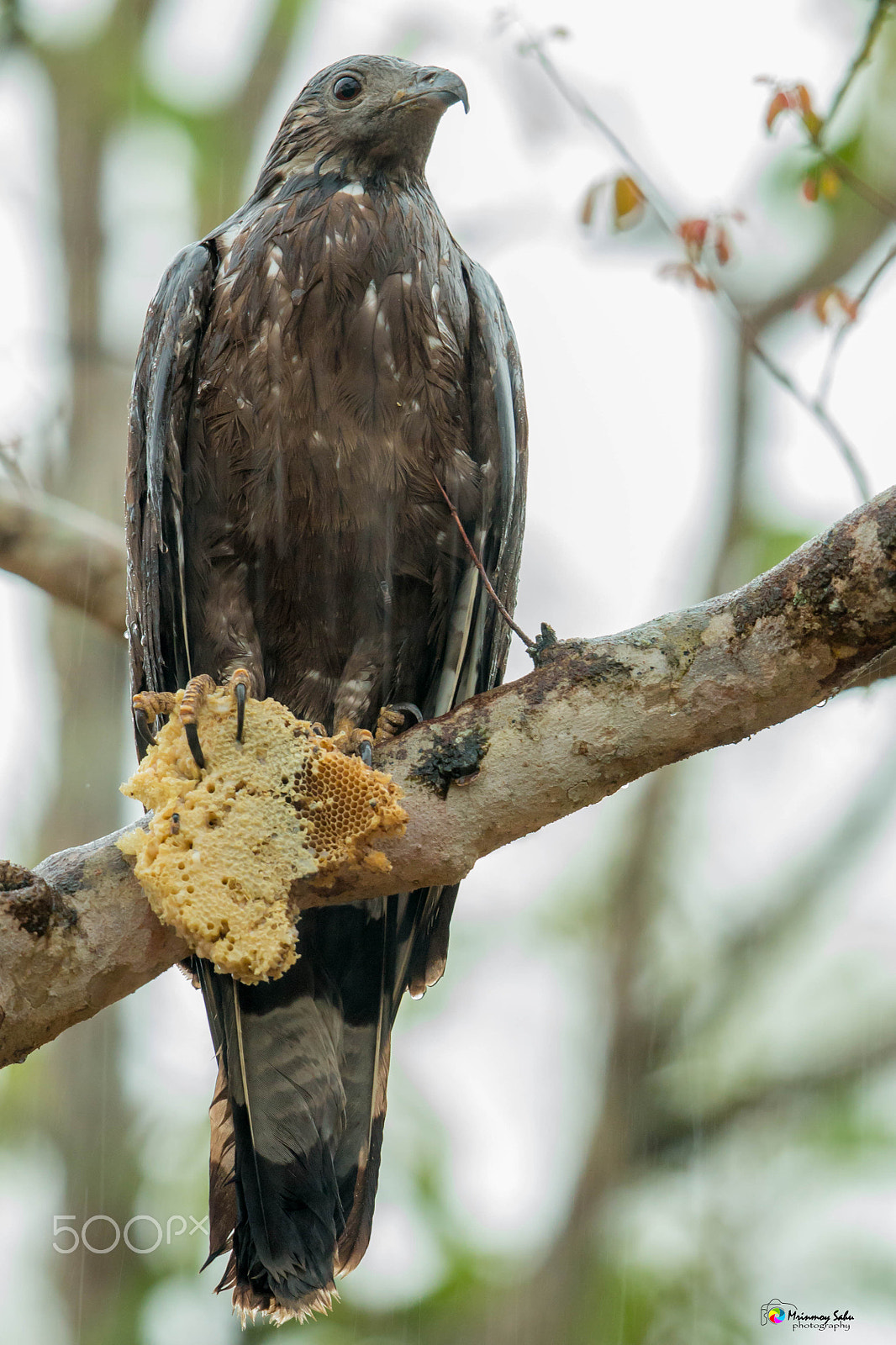 Canon EF 500mm F4L IS II USM sample photo. Oriental honey buzzard photography