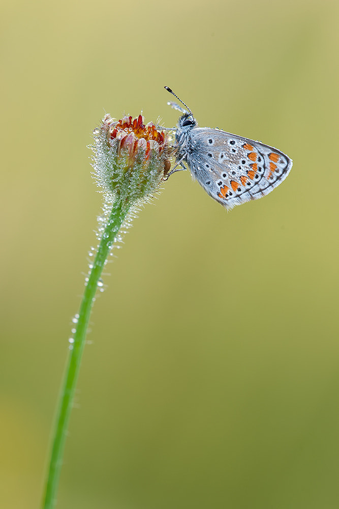 Nikon D700 + Nikon AF Micro-Nikkor 200mm F4D ED-IF sample photo. Small butterfly photography