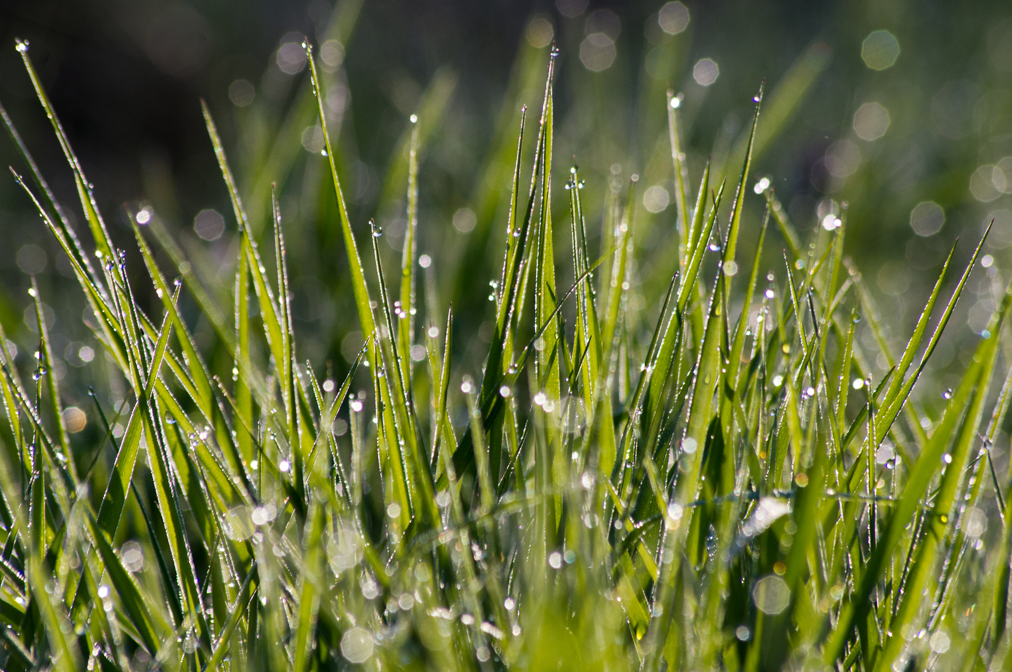 Pentax K-x sample photo. Blades of grass photography