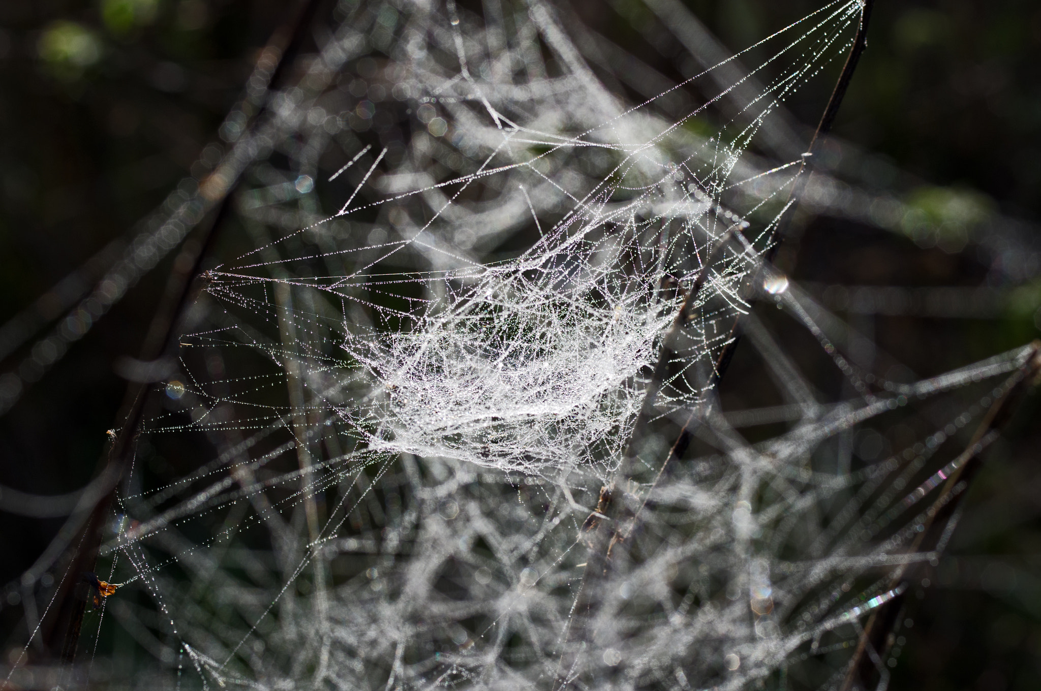 Pentax smc D-FA 50mm F2.8 Macro sample photo. Neuron connections photography