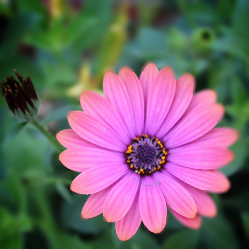 Canon EF-S 18-55mm F3.5-5.6 IS II sample photo. Pink flower photography