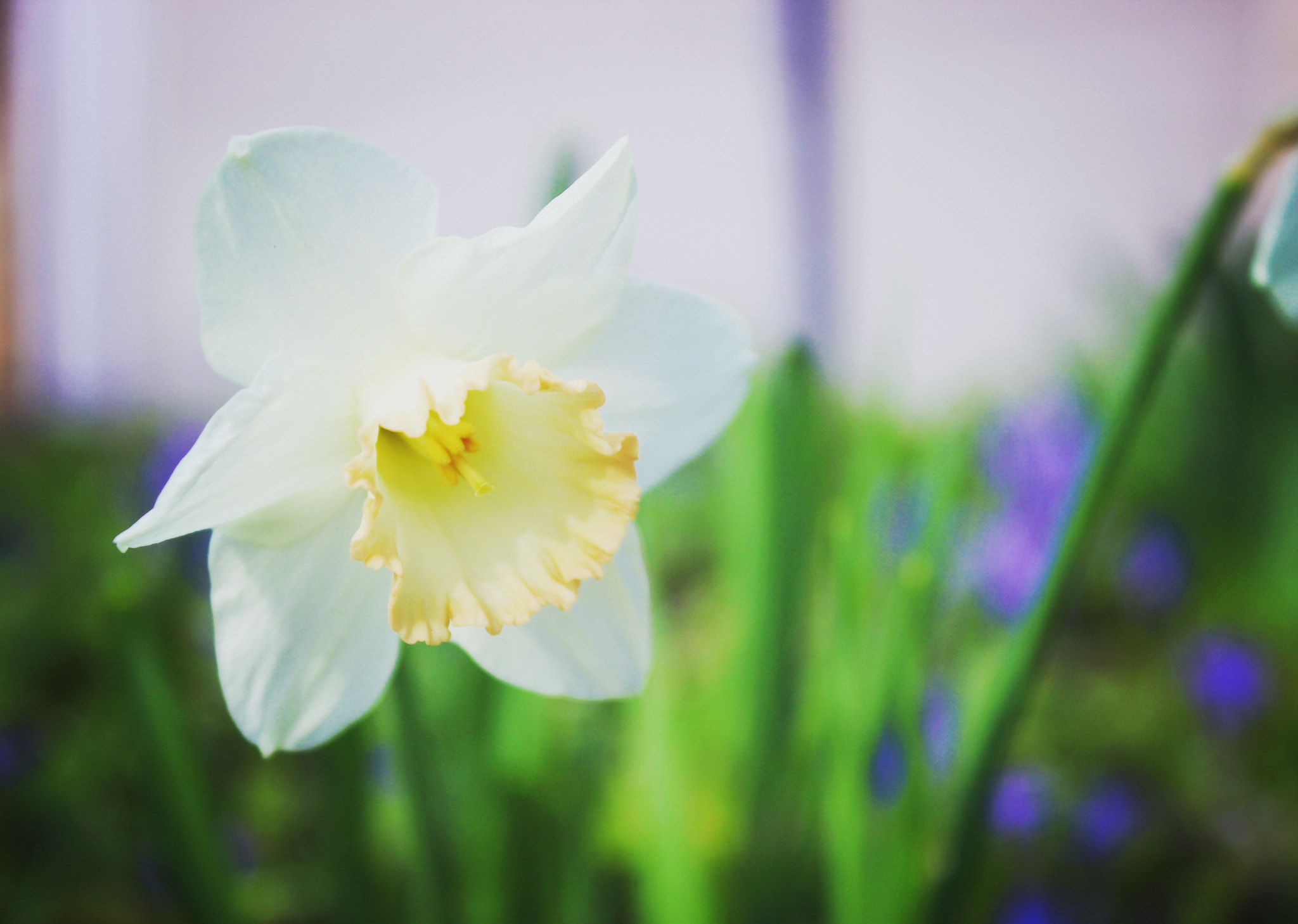 Canon EF-S 18-55mm F3.5-5.6 IS II sample photo. Spring tulip photography