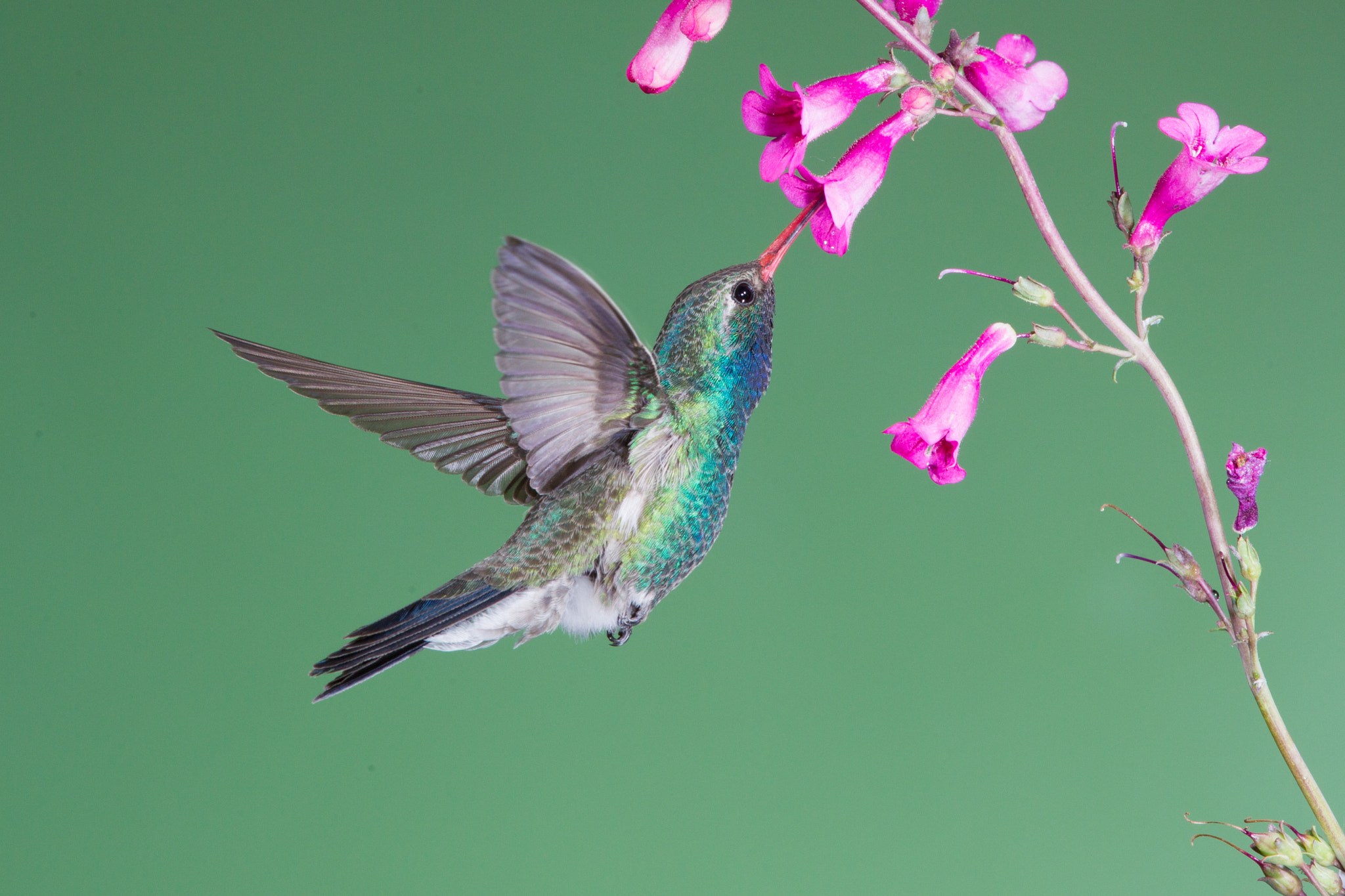Canon EOS-1D Mark IV sample photo. Broad-billed hummingbird photography