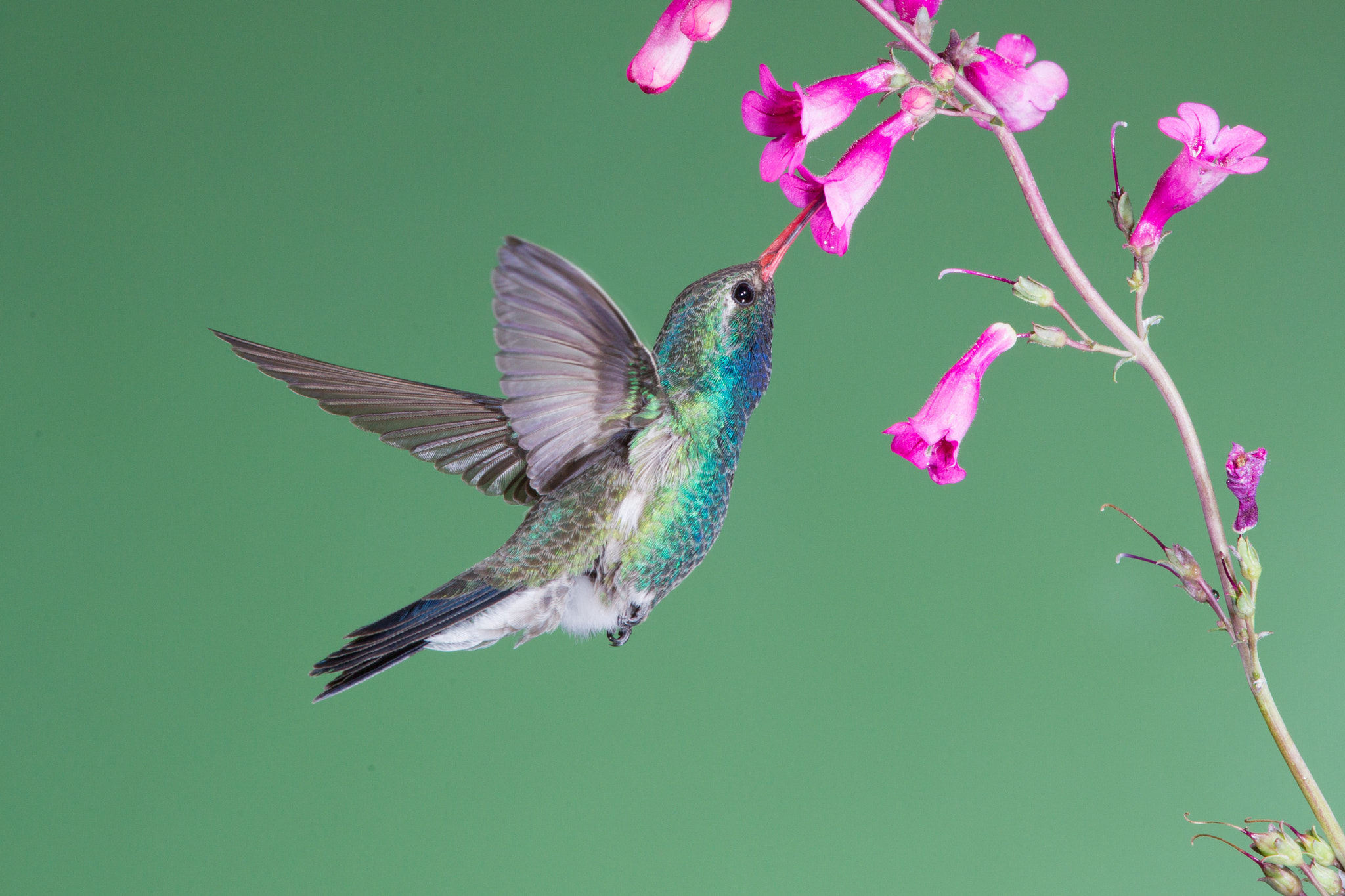 Canon EF 600mm f/4L IS sample photo. Broad-billed hummingbird photography