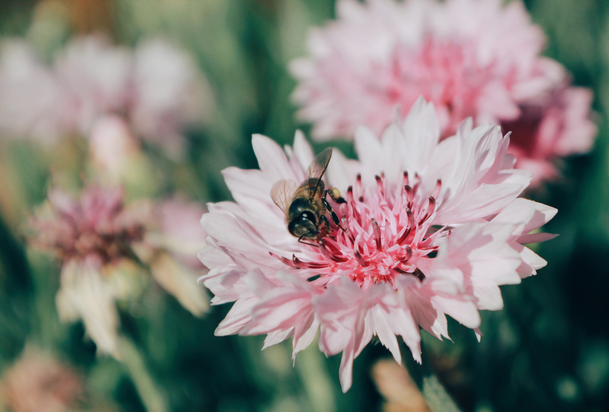 Canon EOS 550D (EOS Rebel T2i / EOS Kiss X4) + Canon EF-S 18-55mm F3.5-5.6 IS II sample photo. Beautiful life #thailand #flower #bee photography