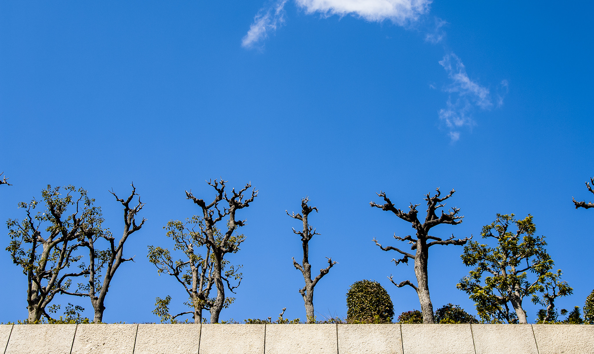 Nikon D2X + Sigma 18-50mm F2.8 EX DC Macro sample photo. 20160225_osaka(near osaka-jo) photography