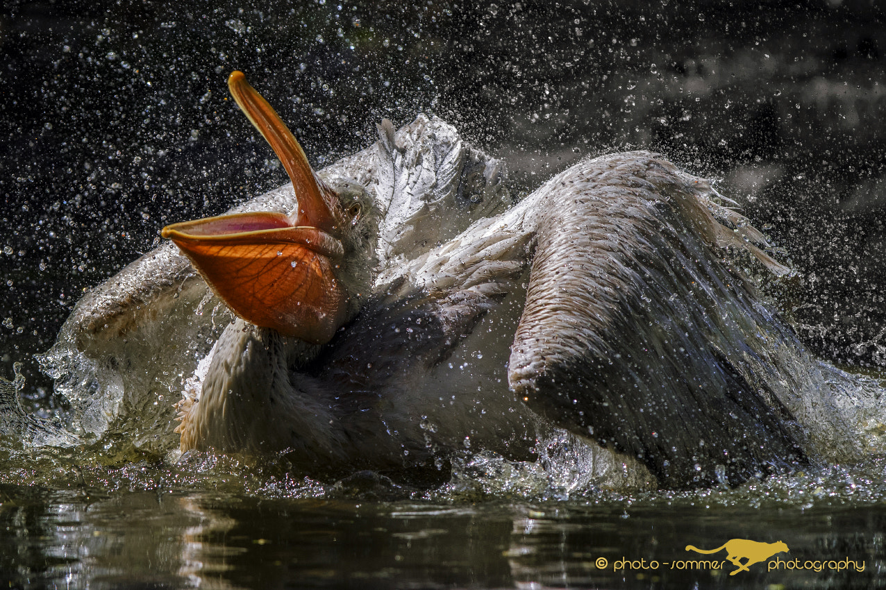 Canon EOS 70D + Canon EF 300mm F2.8L IS USM sample photo. Frizzy head pelican photography