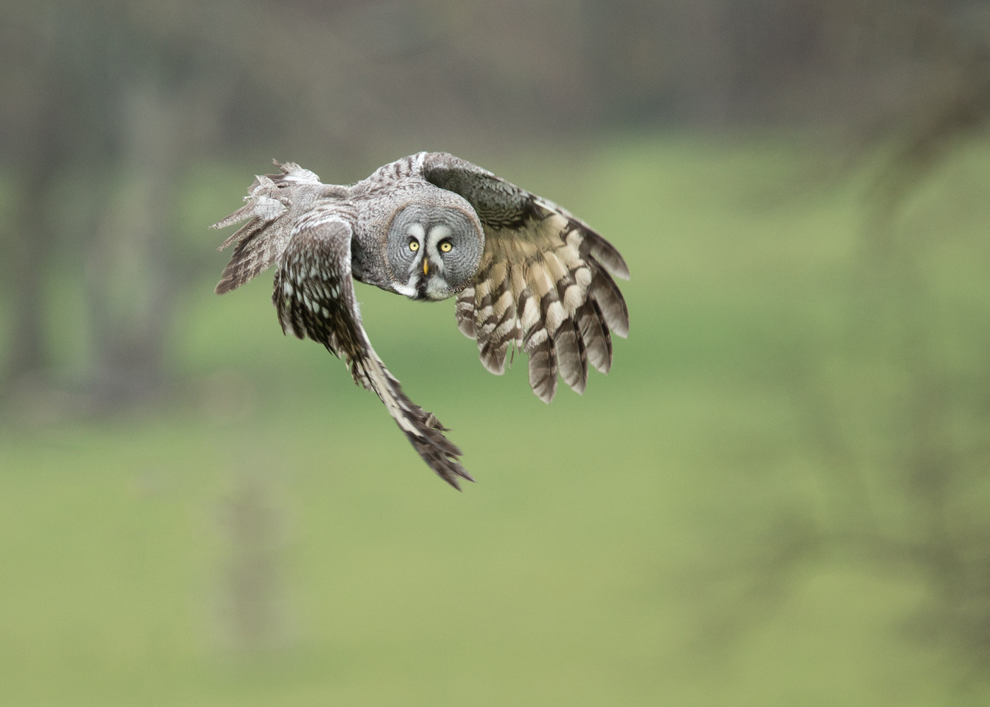 Canon EOS-1D X + Canon EF 400mm F4.0 DO IS USM sample photo. Right turn photography