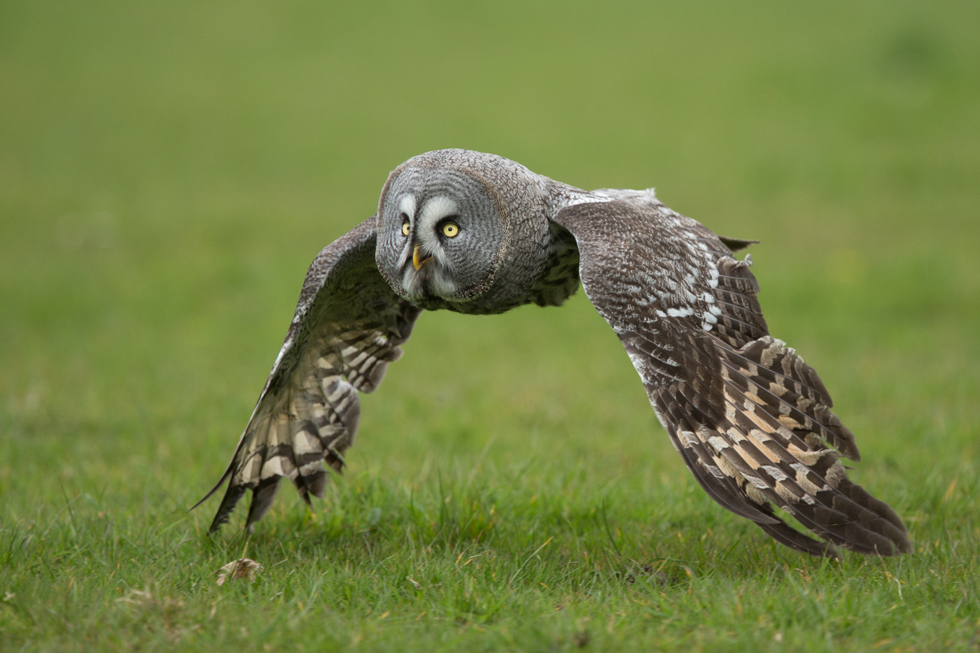 Canon EOS-1D X + Canon EF 400mm F4.0 DO IS USM sample photo. Ground effect photography