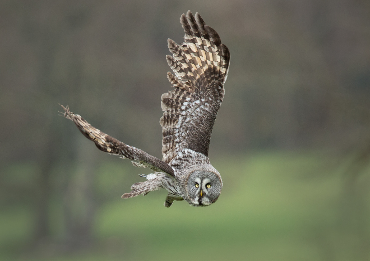 Canon EF 400mm F4.0 DO IS USM sample photo. Watching photography