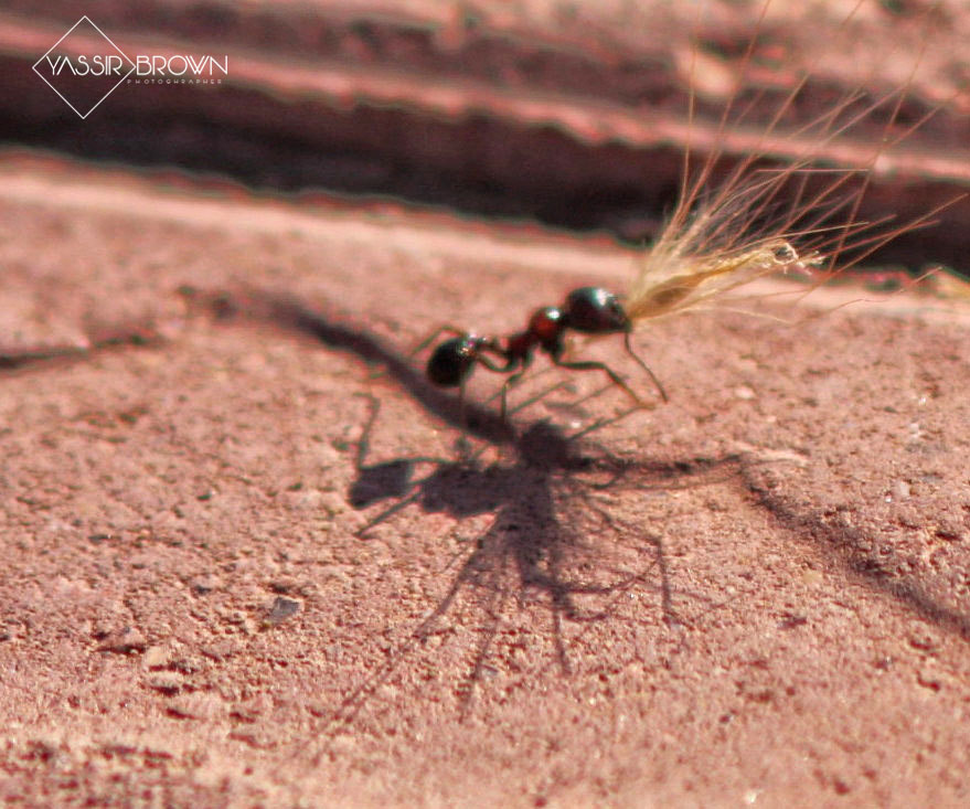 Canon EF 50-200mm f/3.5-4.5 sample photo. Ant looking for livelihood photography