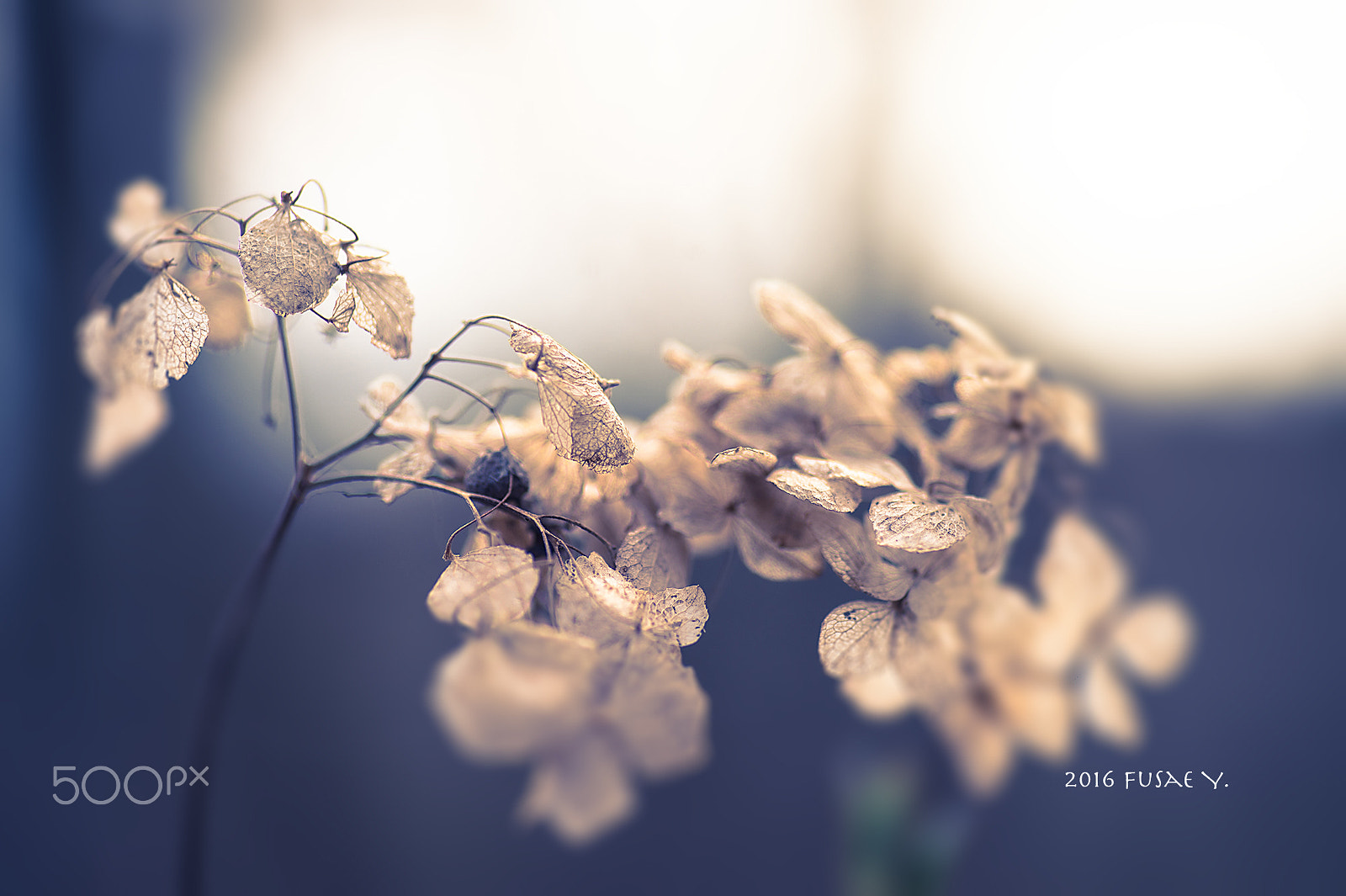 Nikon Df sample photo. Season is over photography