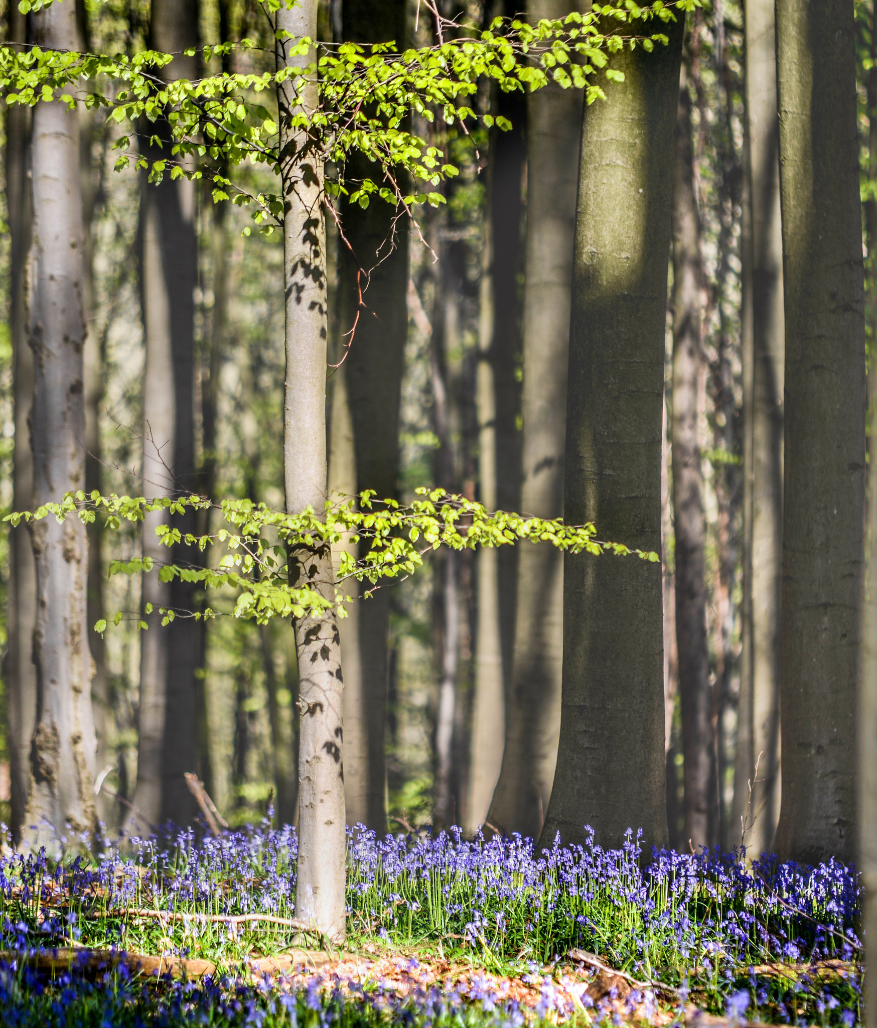 Sigma 70-200mm F2.8 EX DG Macro HSM II sample photo. Hallerbos photography