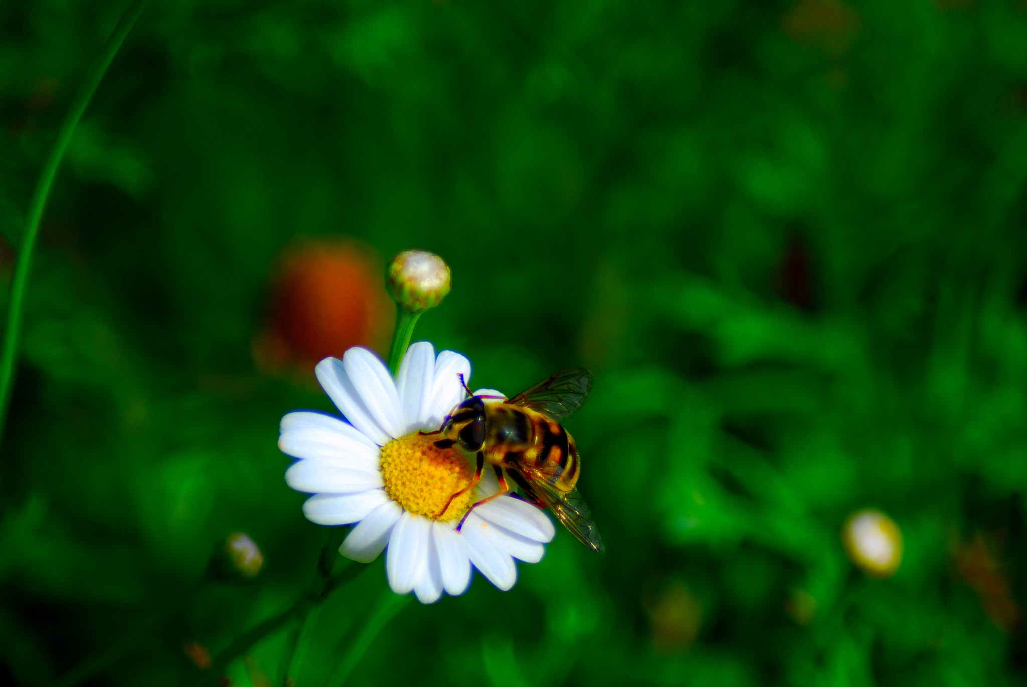Nikon AF Nikkor 70-300mm F4-5.6G sample photo. La abeja photography