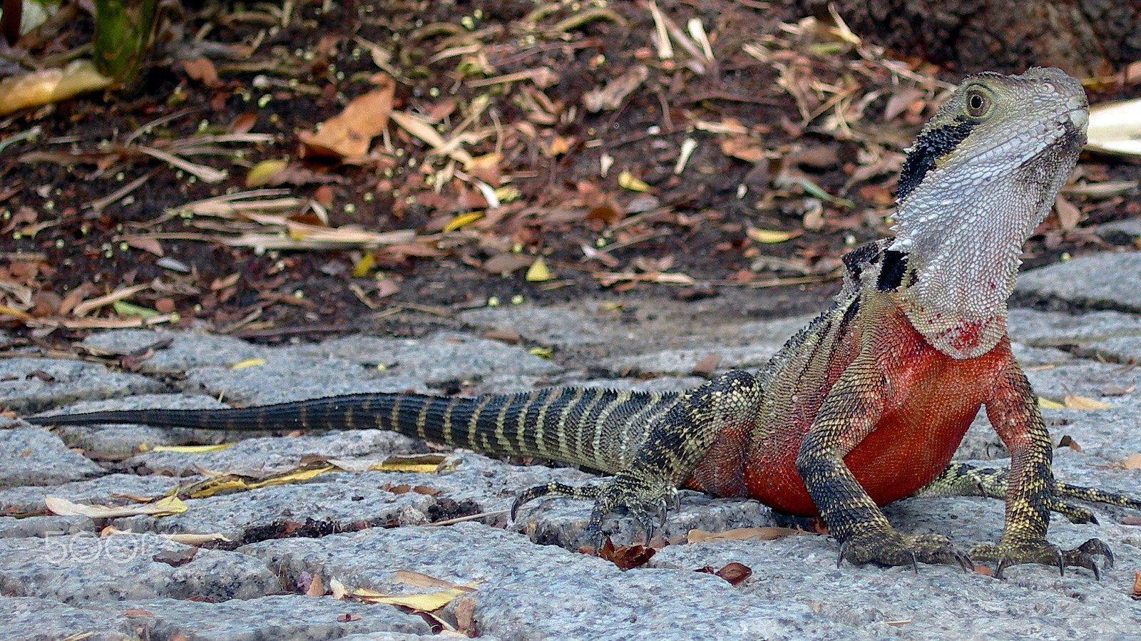 Nikon E7600 sample photo. Lizard photography