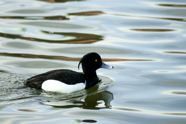 Sony Alpha DSLR-A200 + Minolta AF 100-300mm F4.5-5.6 sample photo. Czernica  (aythya fuligula) photography