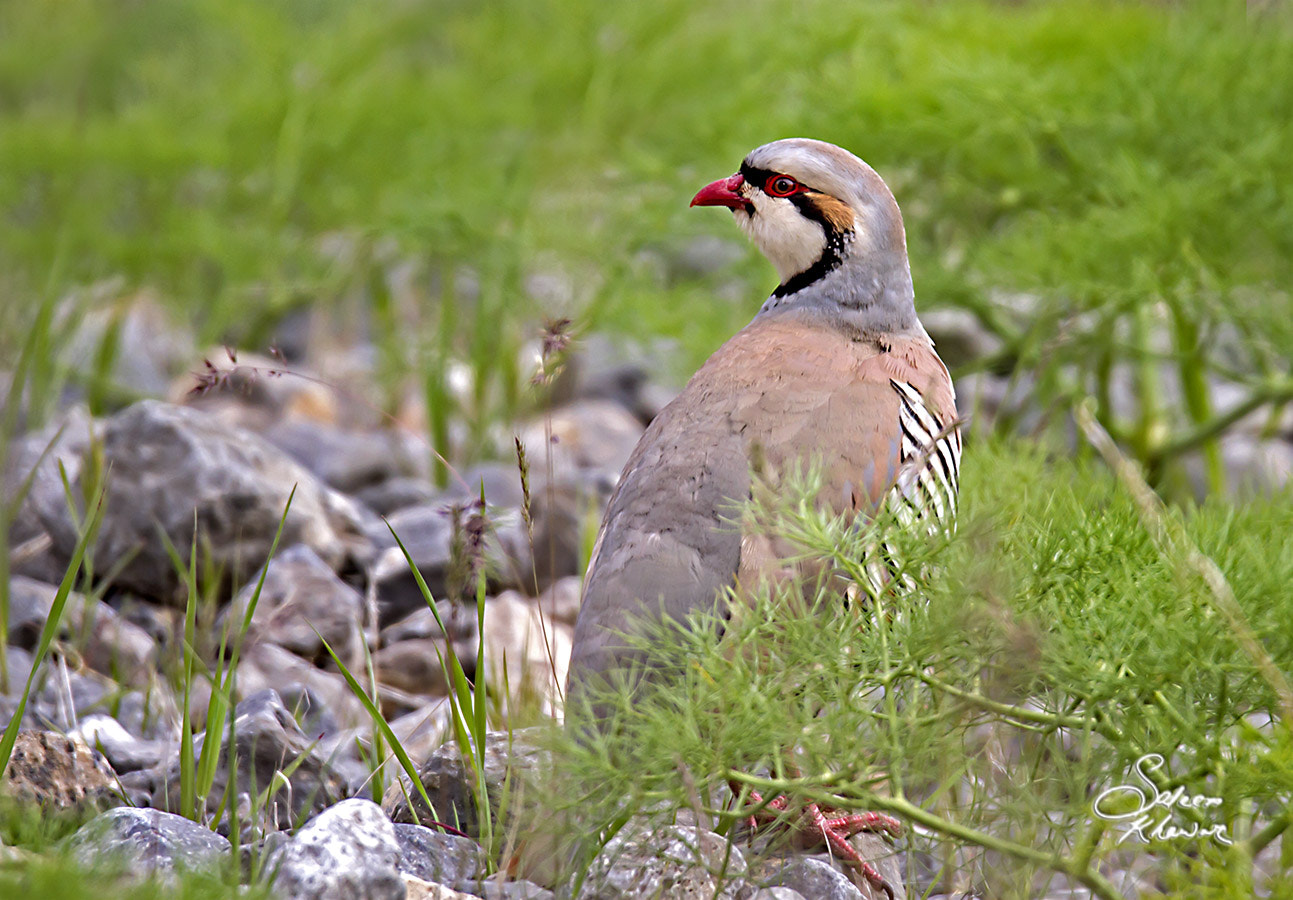 Sigma 150-600mm F5-6.3 DG OS HSM | C sample photo. Chilton chakoor #2 photography