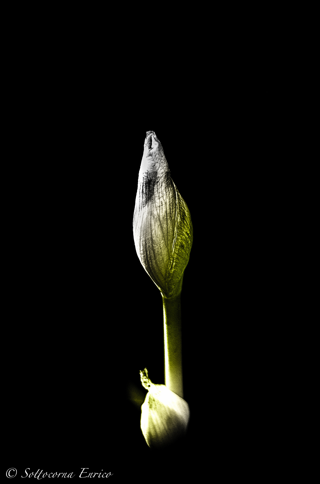 Pentax K-50 + Sigma sample photo. ..the birth... photography