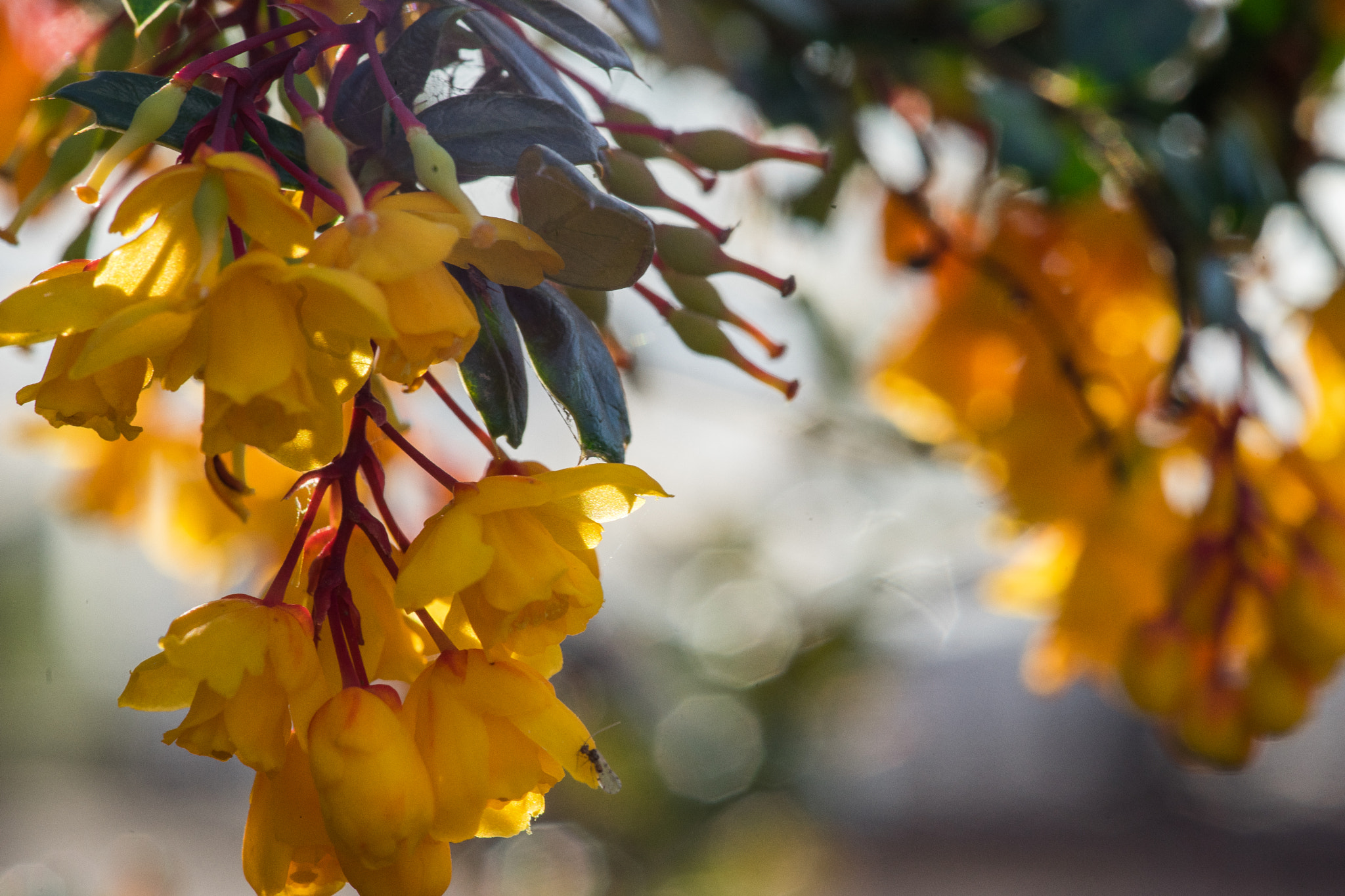 Minolta AF 100mm F2.8 Macro [New] sample photo. Flower photography
