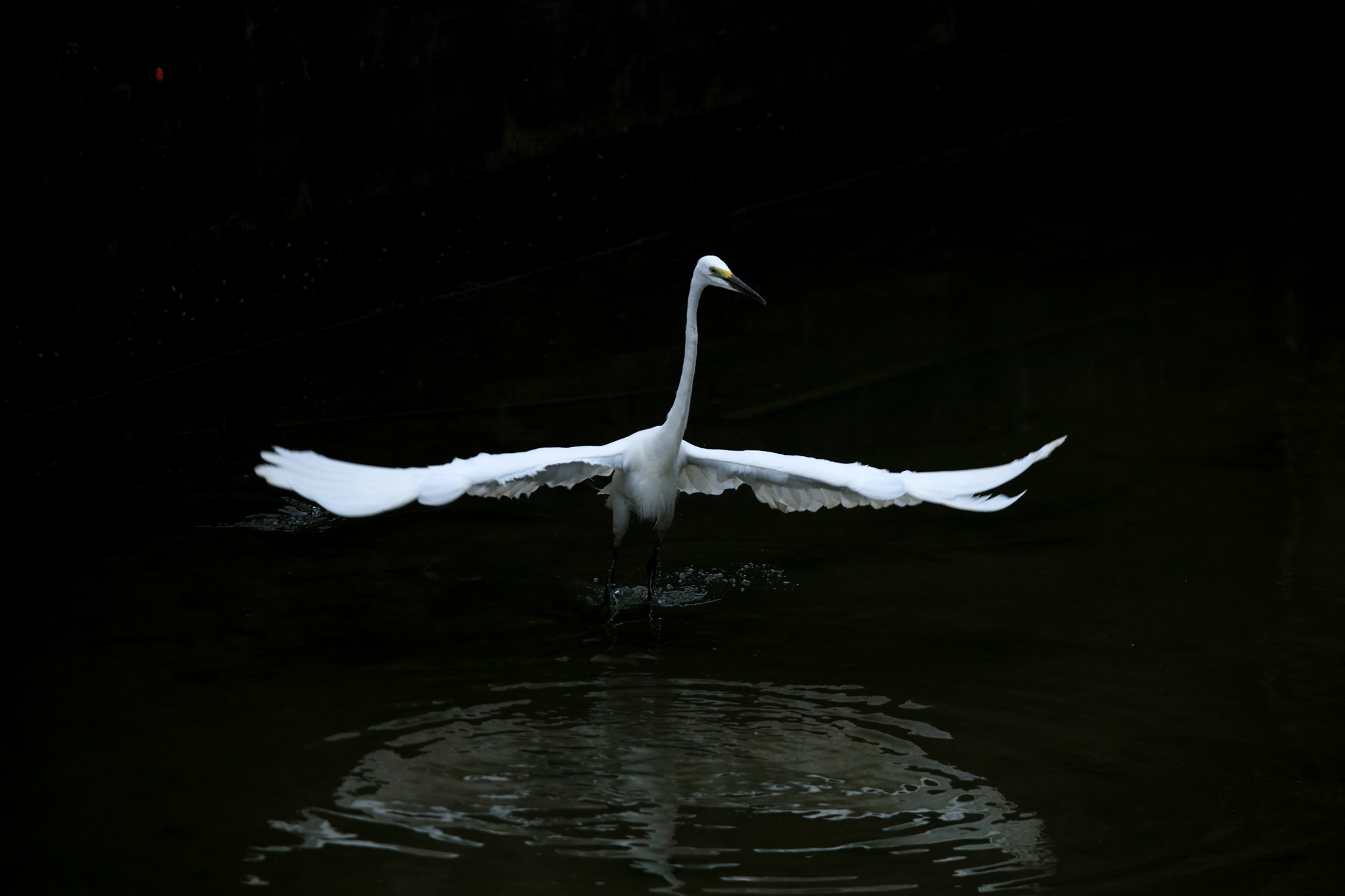 Tamron SP 150-600mm F5-6.3 Di VC USD sample photo. Great egret photography