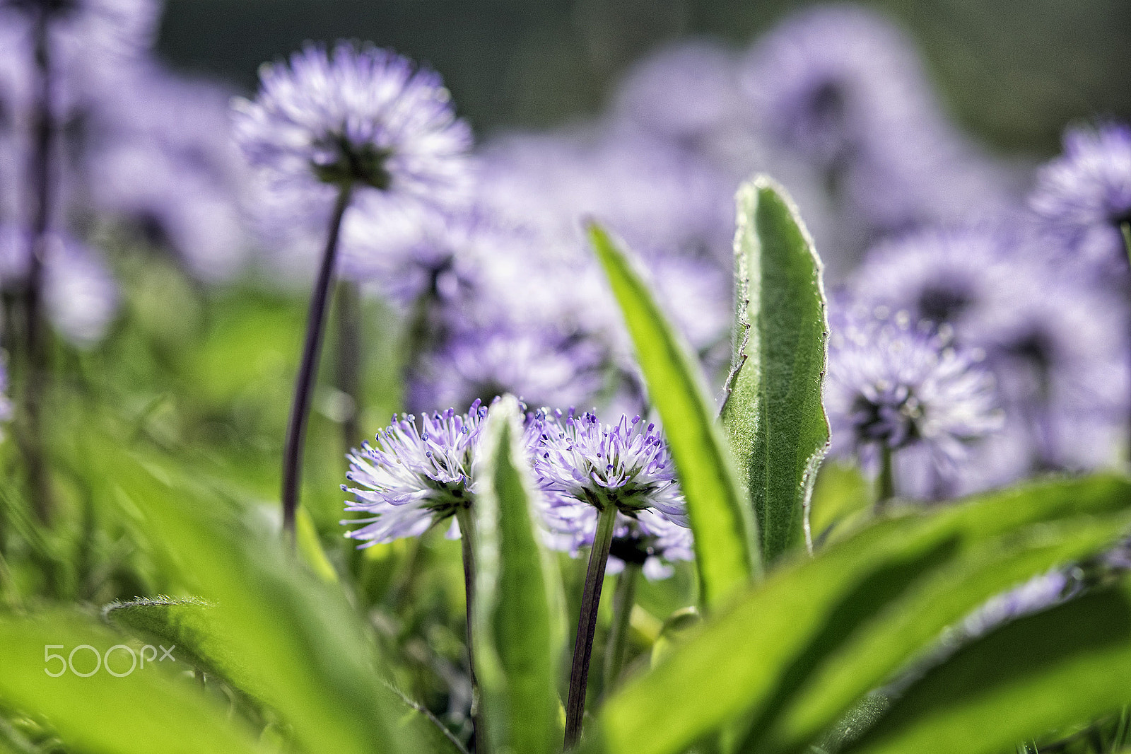 Nikon AF-S Micro-Nikkor 60mm F2.8G ED sample photo. Nacktstängelige kugelblume photography