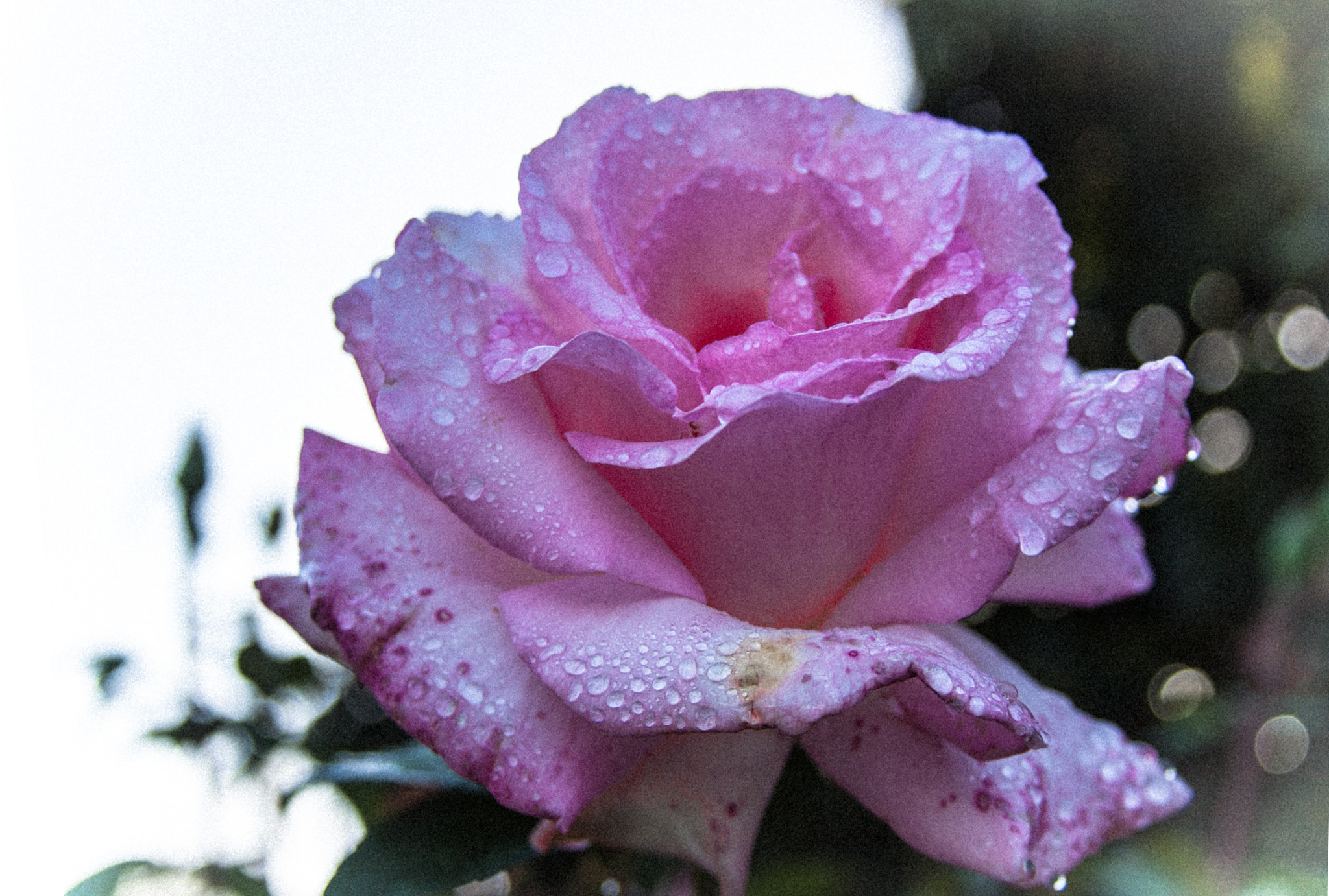 Canon EOS 400D (EOS Digital Rebel XTi / EOS Kiss Digital X) sample photo. Not perfect pink rose! photography