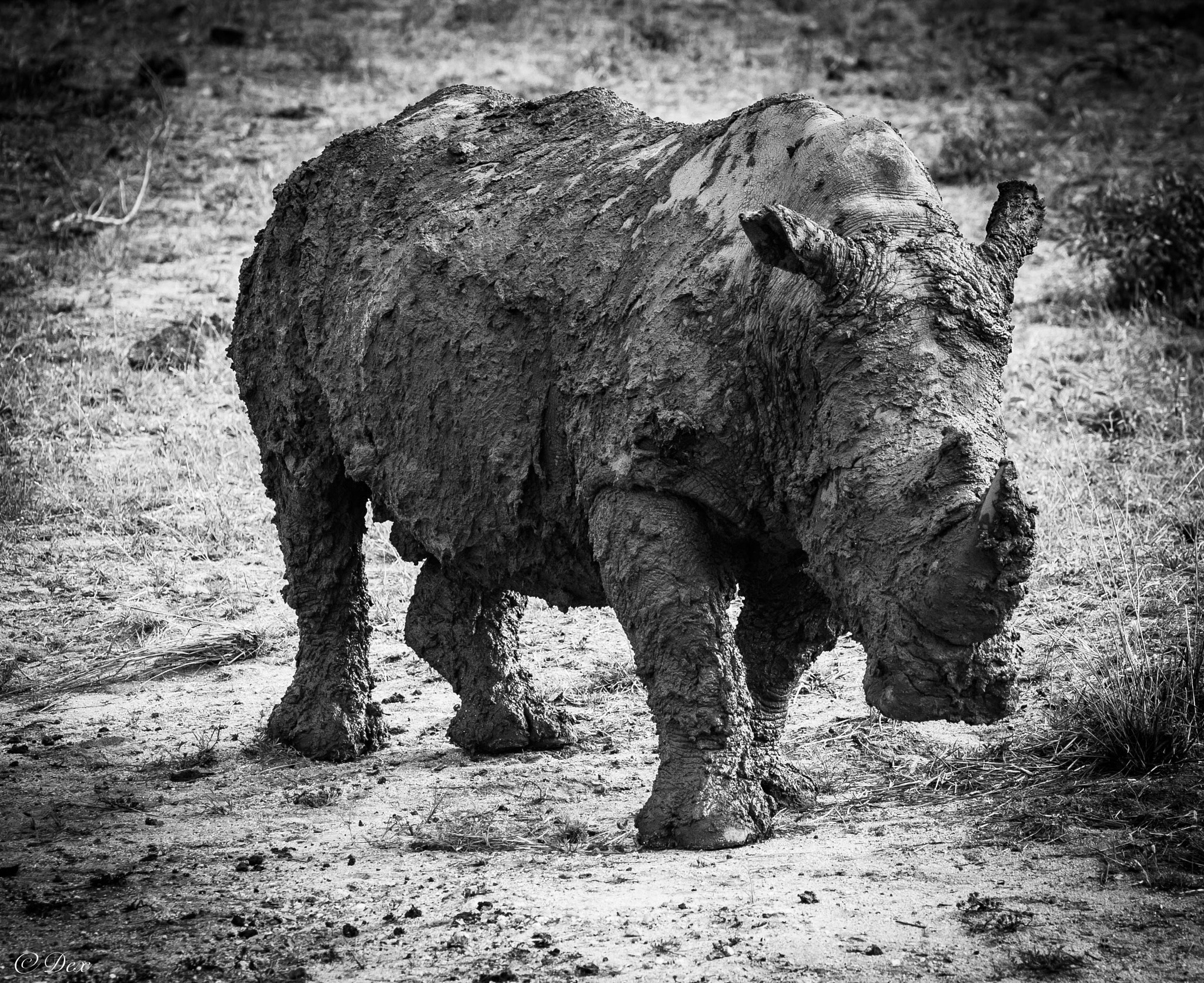 Nikon D4 sample photo. Mudddy rhino bull photography