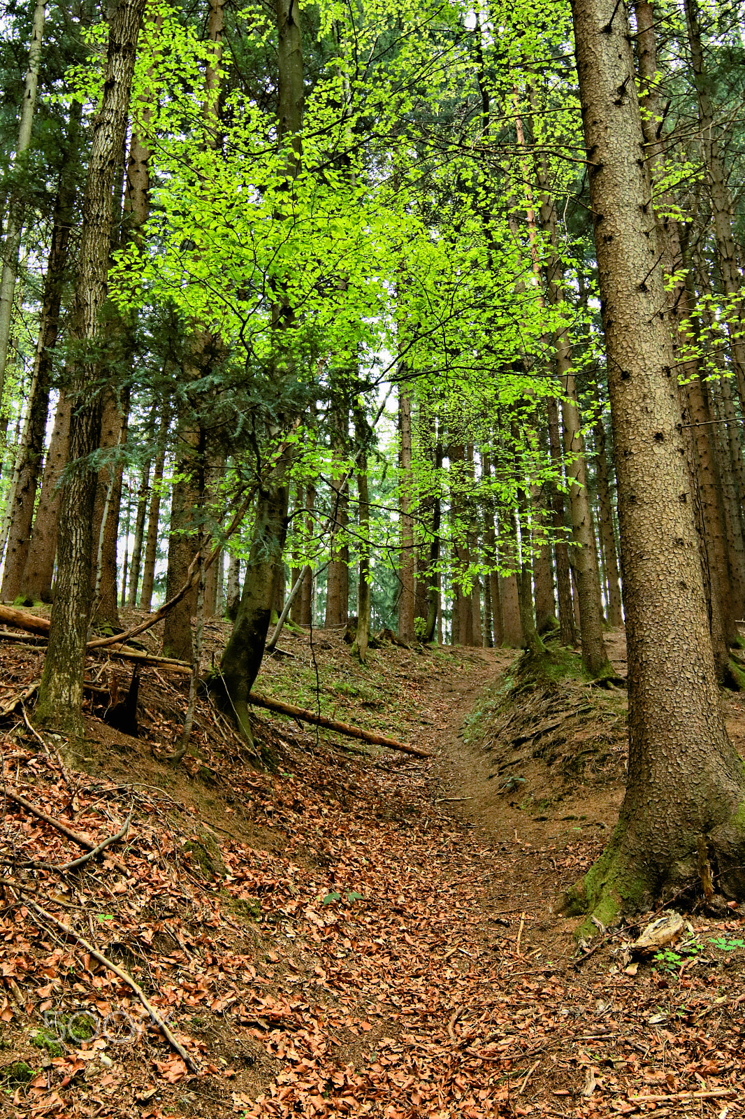 Canon EOS 750D (EOS Rebel T6i / EOS Kiss X8i) sample photo. In the wood1 photography