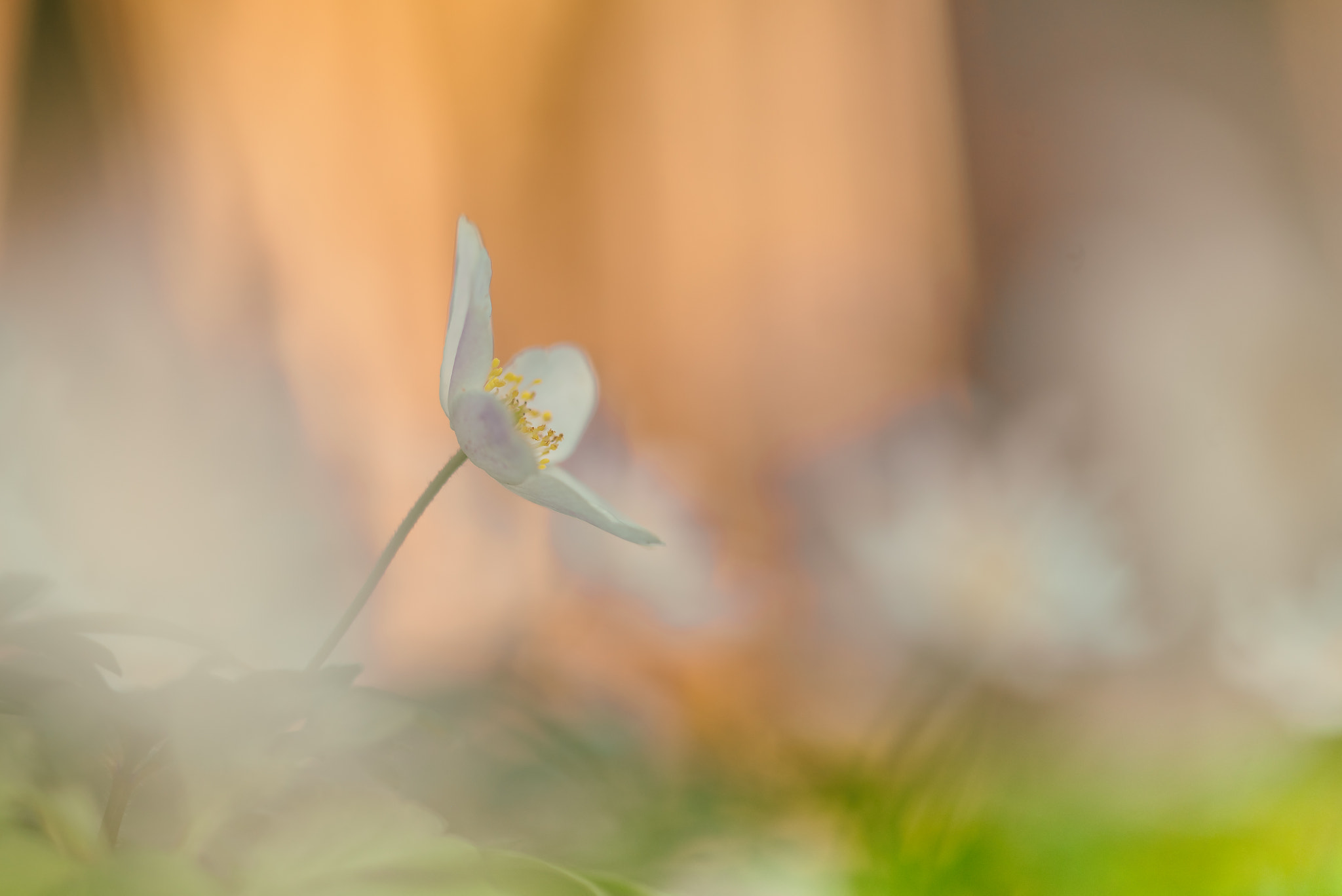 Sigma 150mm F2.8 EX DG Macro HSM sample photo. In the last evening sun (anemone nemorosa) photography
