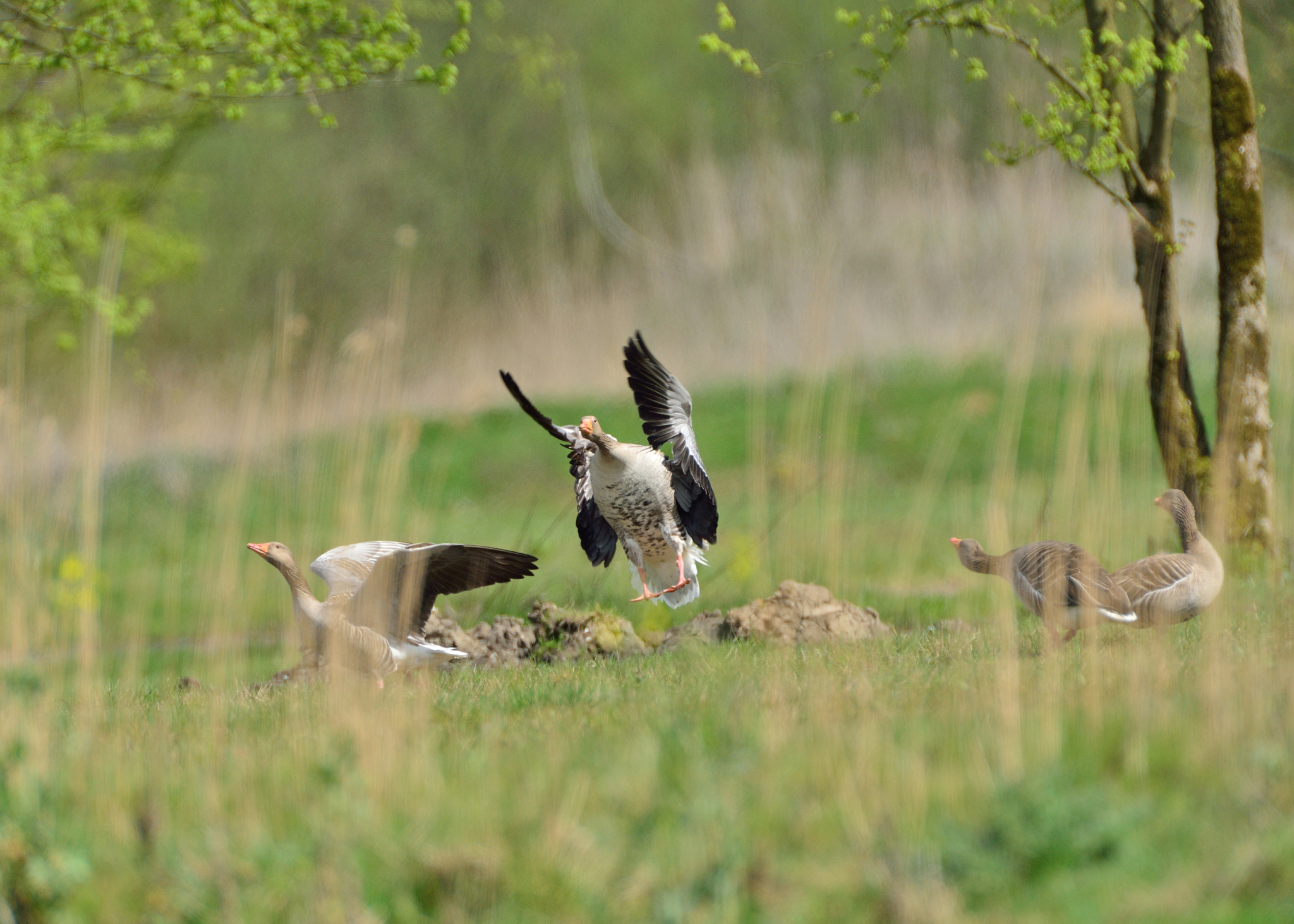 AF-S Nikkor 600mm f/4D IF-ED + TC-14E sample photo. Grauwe gans photography