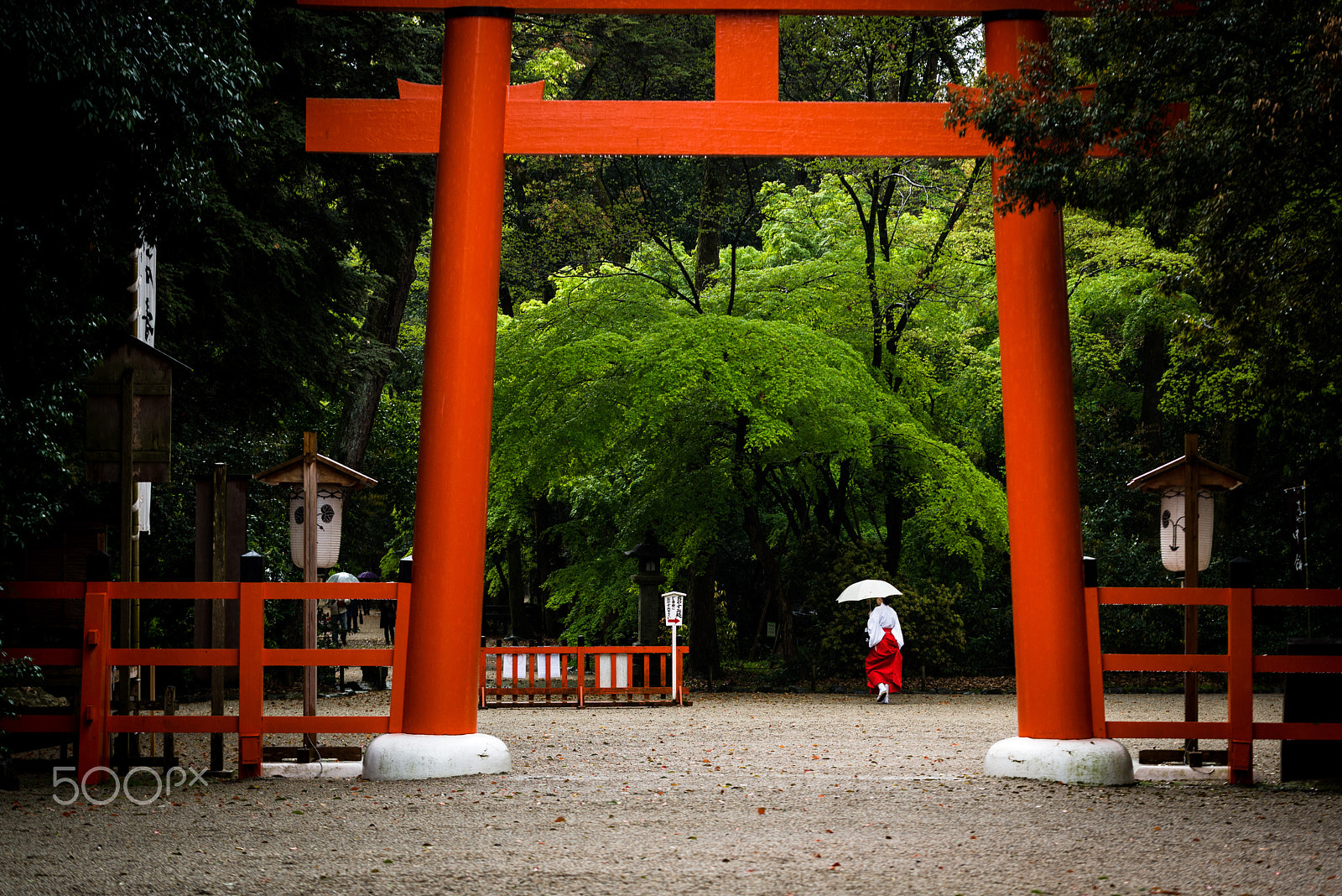 Sigma 105mm F2.8 EX DG OS HSM sample photo. Rainy morning photography
