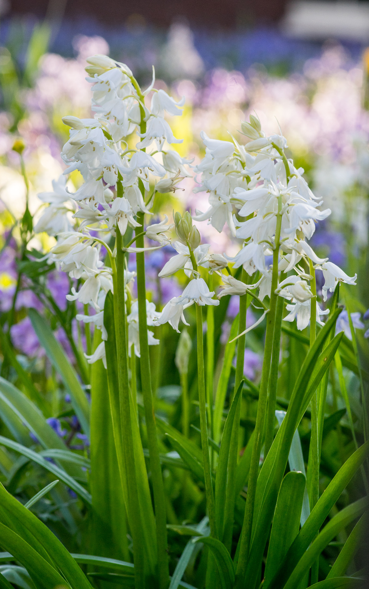 Minolta AF 100mm F2.8 Macro [New] sample photo. Flower photography